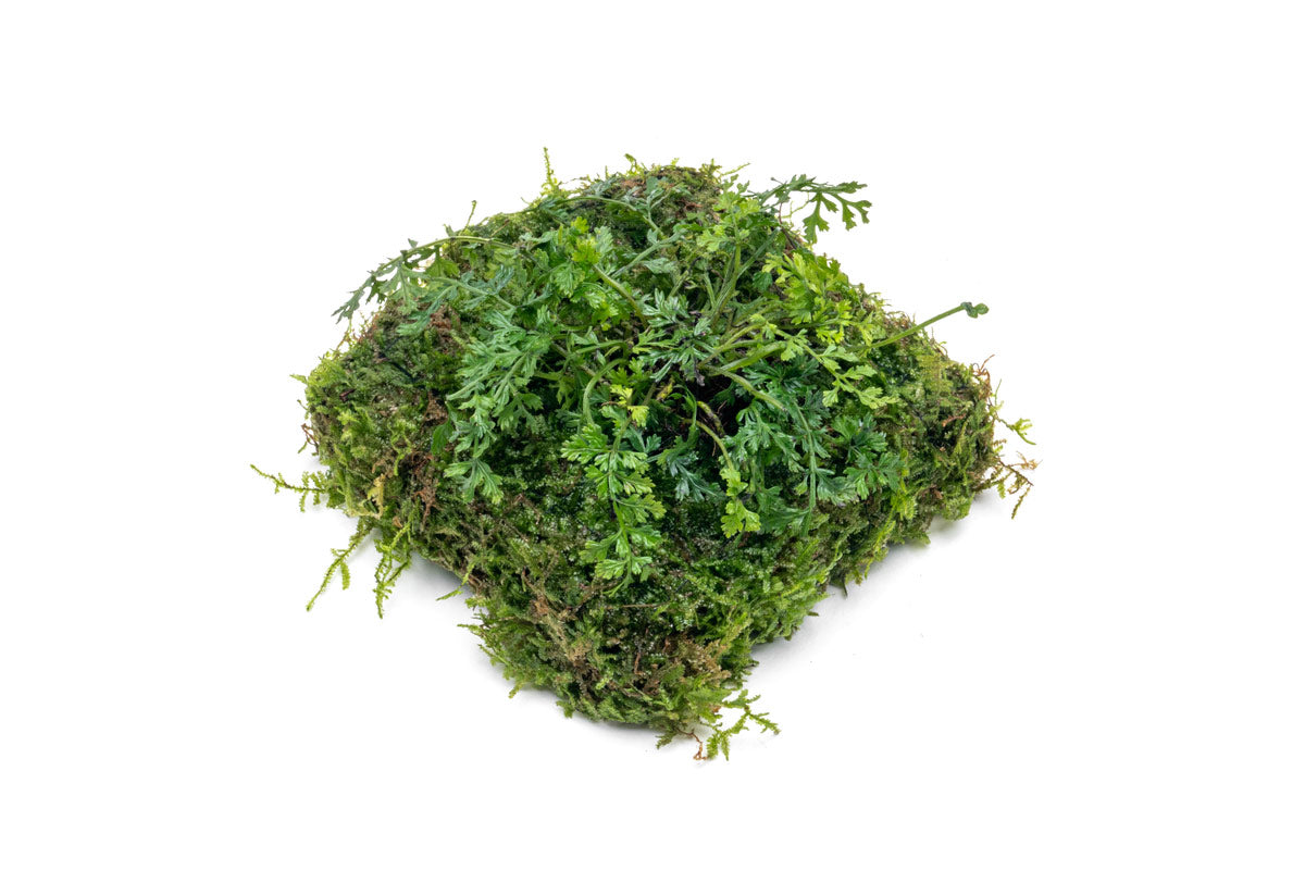 Premium Foresta Mat with Bolbitis Difformis & Christmas Moss - Live Aquarium Plant Carpet for Shrimp Tanks, Nano Aquascapes & Natural Aquatic Decor