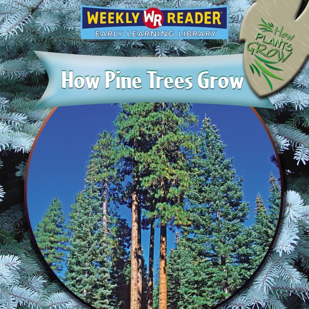How Pine Trees Grow - Complete Guide to Pine Tree Growth Stages & Care Tips for Home Gardeners and Landscaping Projects