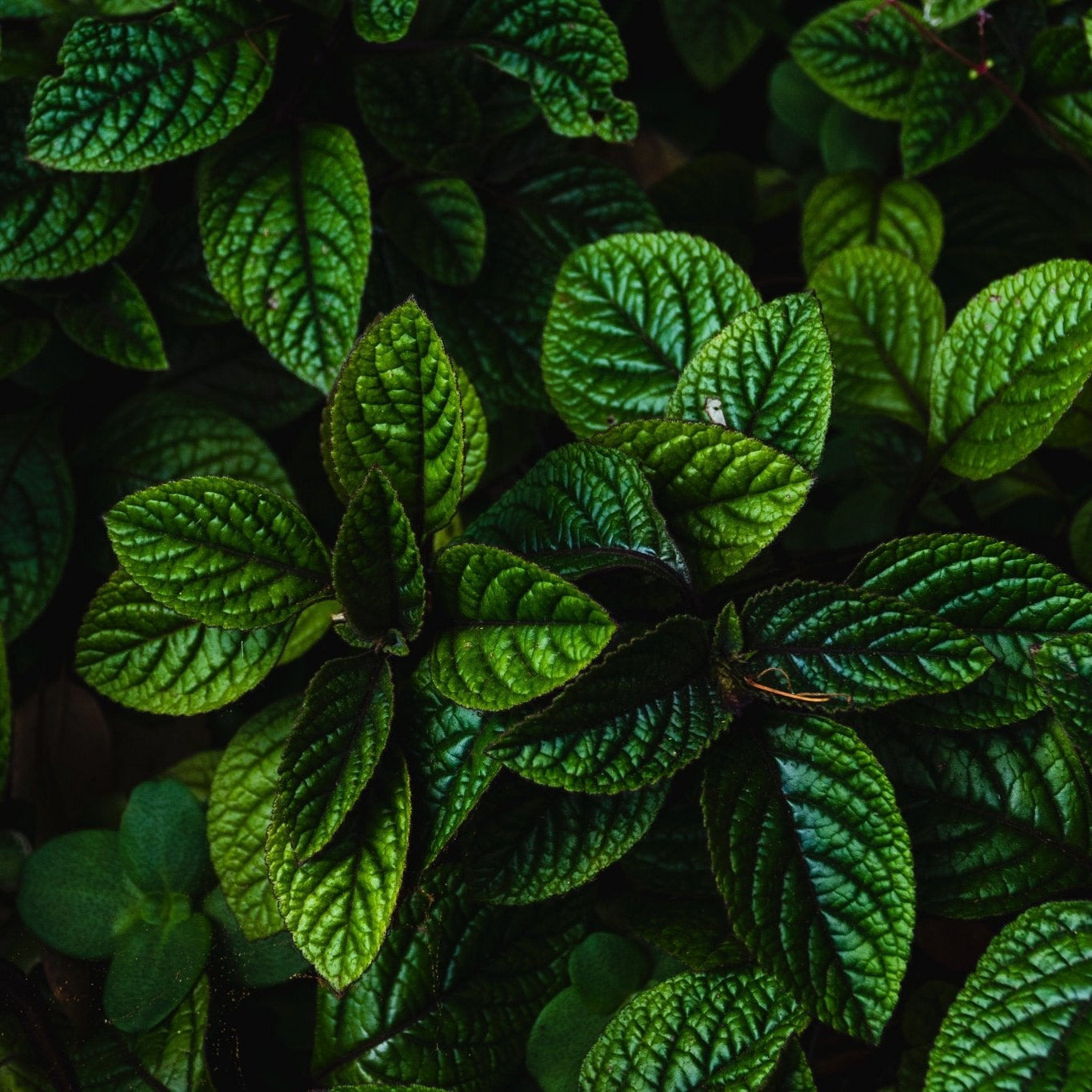 Premium Peppermint Essential Oil - 100% Pure Natural Aromatherapy Oil for Diffusers, Massage & DIY Soaps - Refreshing Scent for Home, Spa & Relaxation