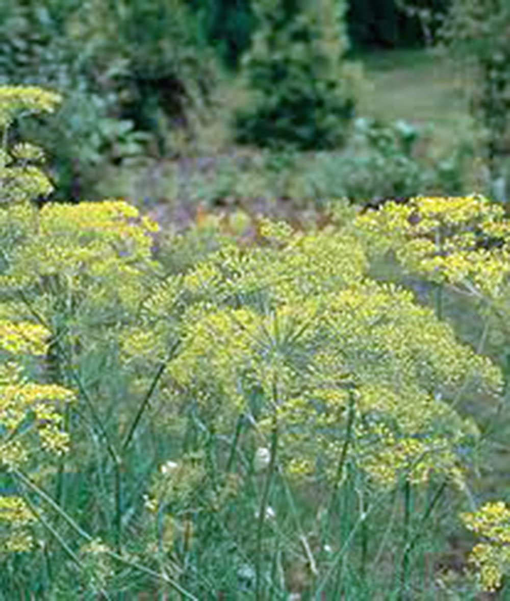 Organic Non-GMO Mammoth Long Island Heirloom Dill Seed - 25 Seeds for Fresh or Dried Herbs | Perfect for Pickling, Cooking & Home Gardening
