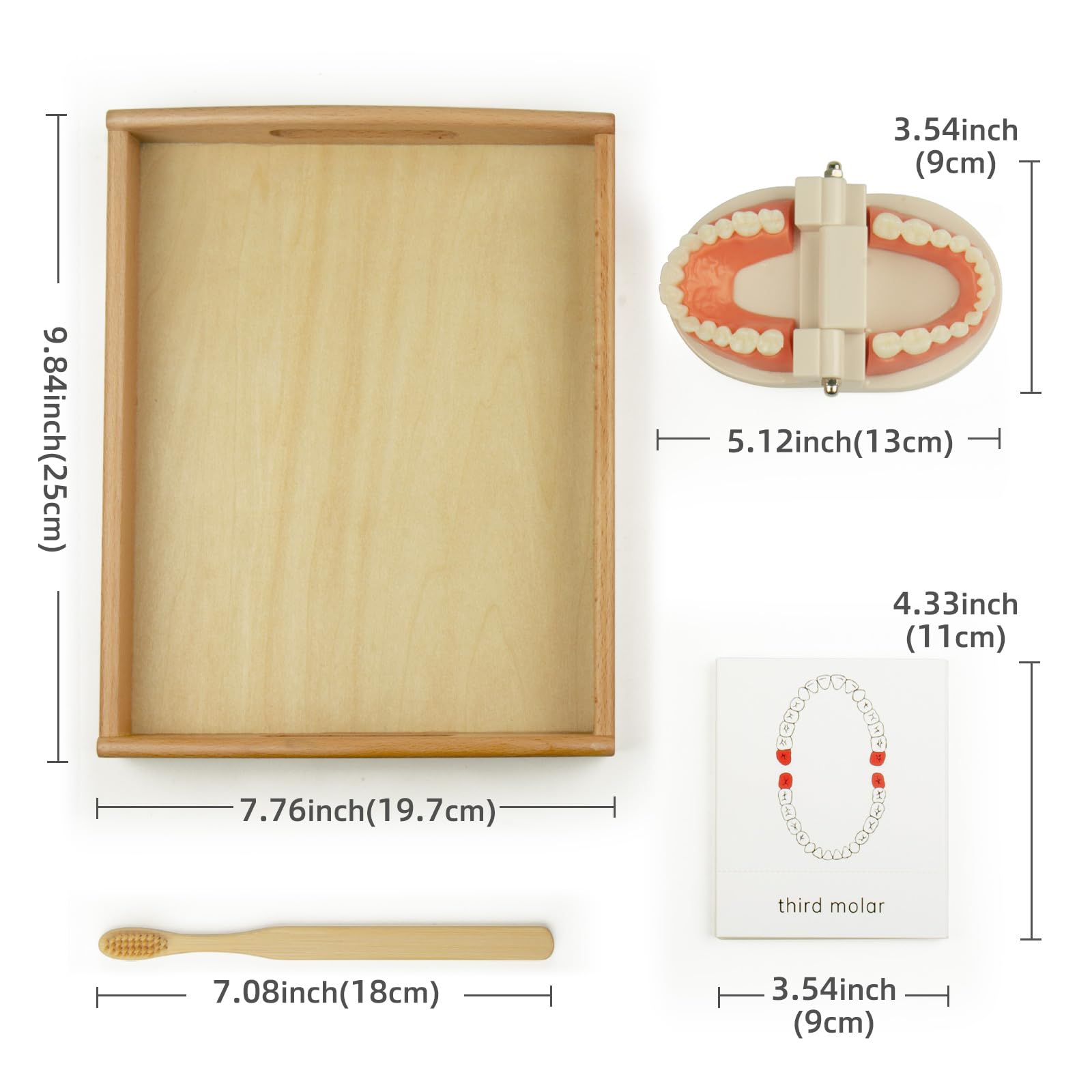 Montessori Practical Life Brushing Teeth Model & Cards Set - Educational Preschool Learning Toys for Toddlers, Homeschool & Classroom Teaching Aid - Perfect for Dental Hygiene Practice & Early Childhood Development