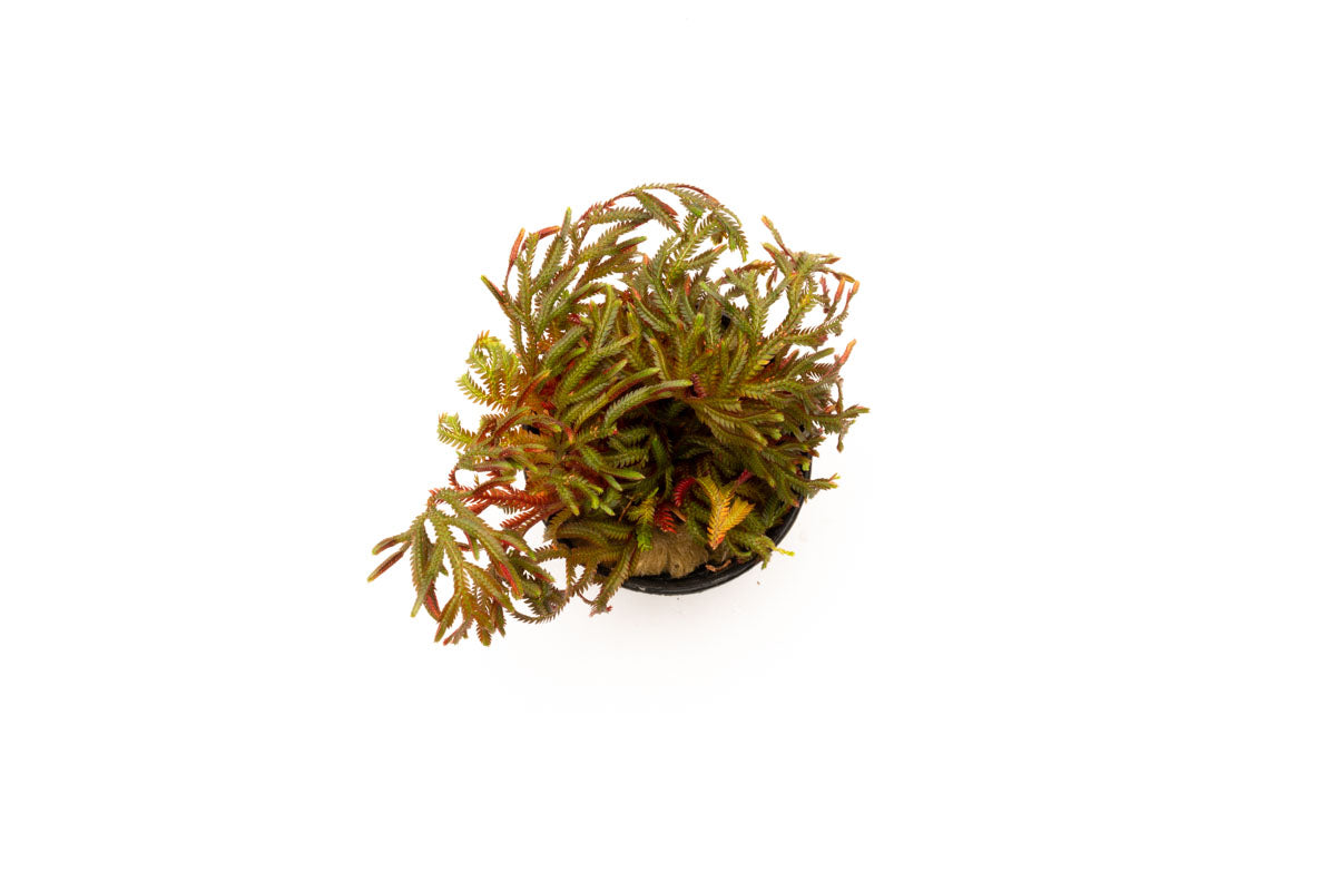 Selaginella Erythropus Sanguinea - Red Spike Moss Plant for Home & Office Decor | Perfect for Terrariums, Fairy Gardens, and Indoor Plant Displays