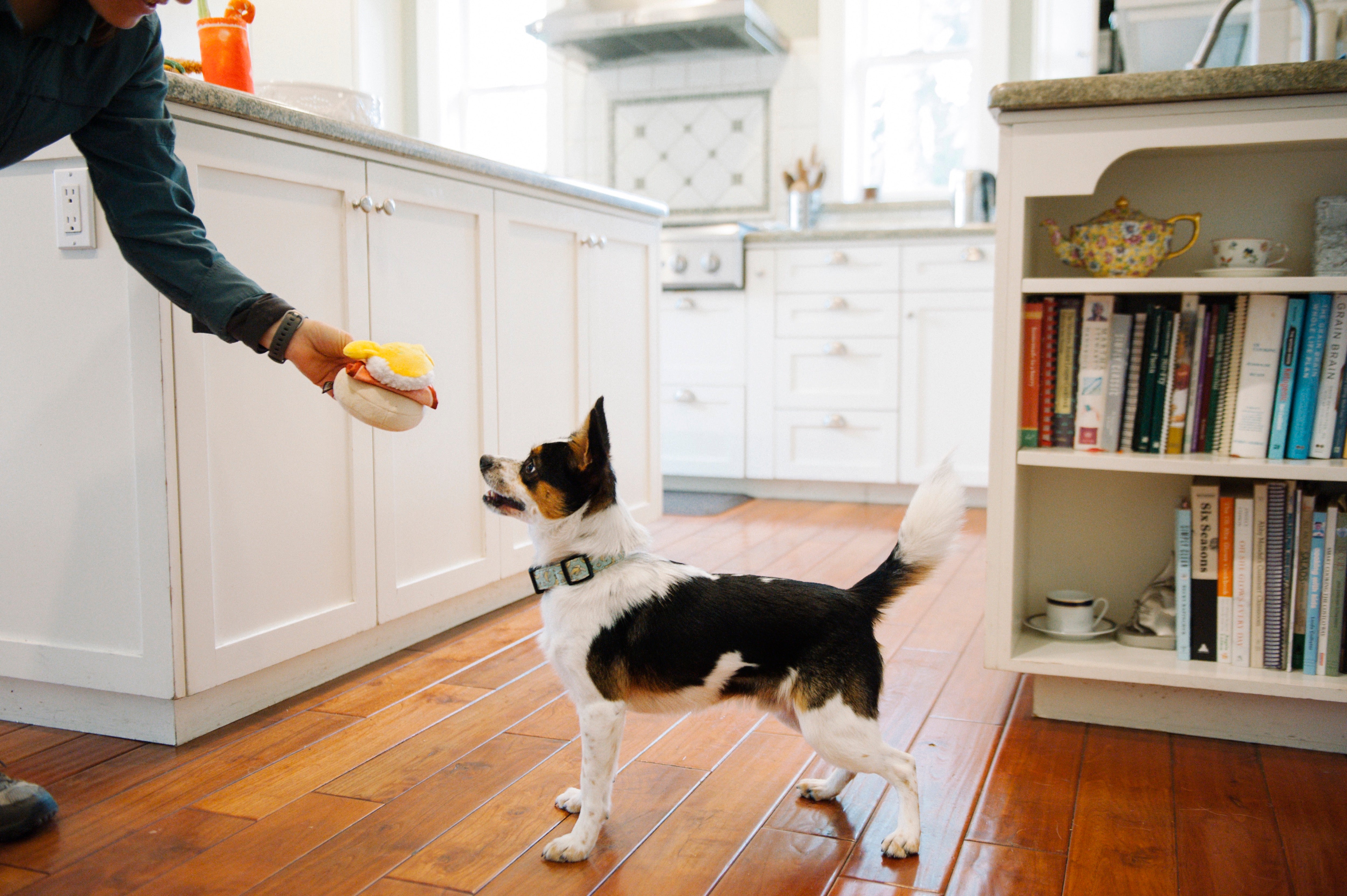 El Egg Benedict Plush Dog Toy - Barking Brunch™ Collection by Pet P.L.A.Y. | Soft & Durable Chew Toy for Small & Medium Dogs | Perfect for Playtime, Training & Cuddling