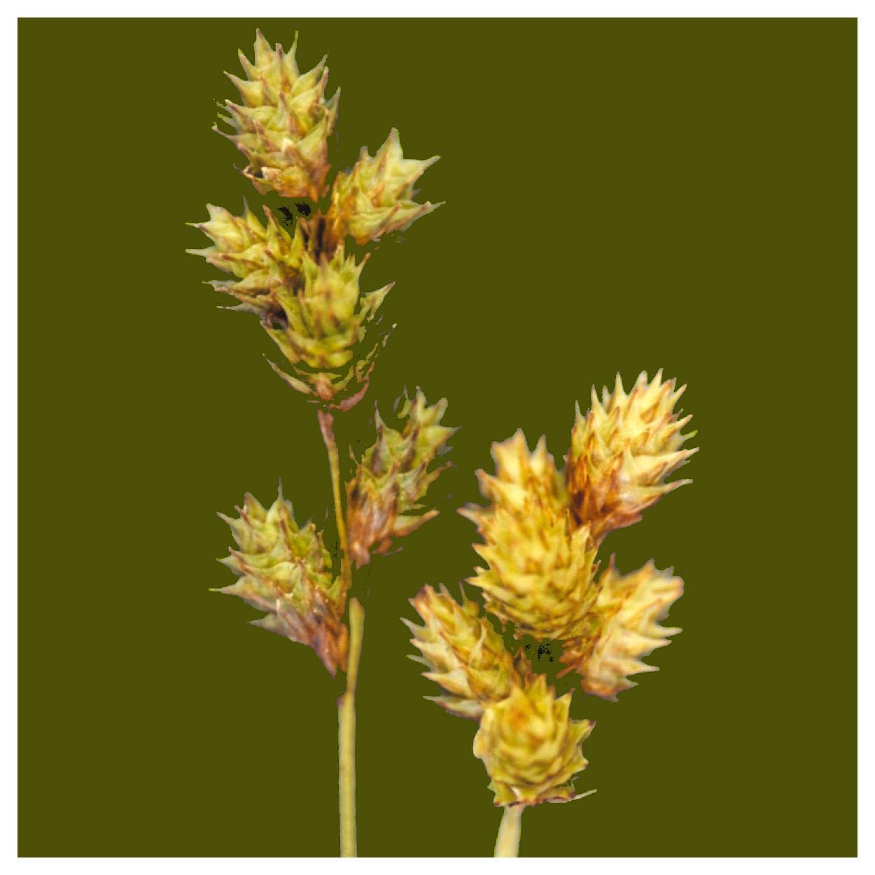 Everwilde Farms - 1000 Plains Oval Sedge Native Grass Seeds (Carex brevior) - Gold Vault Jumbo Seed Packet for Landscaping, Erosion Control & Wildlife Habitat