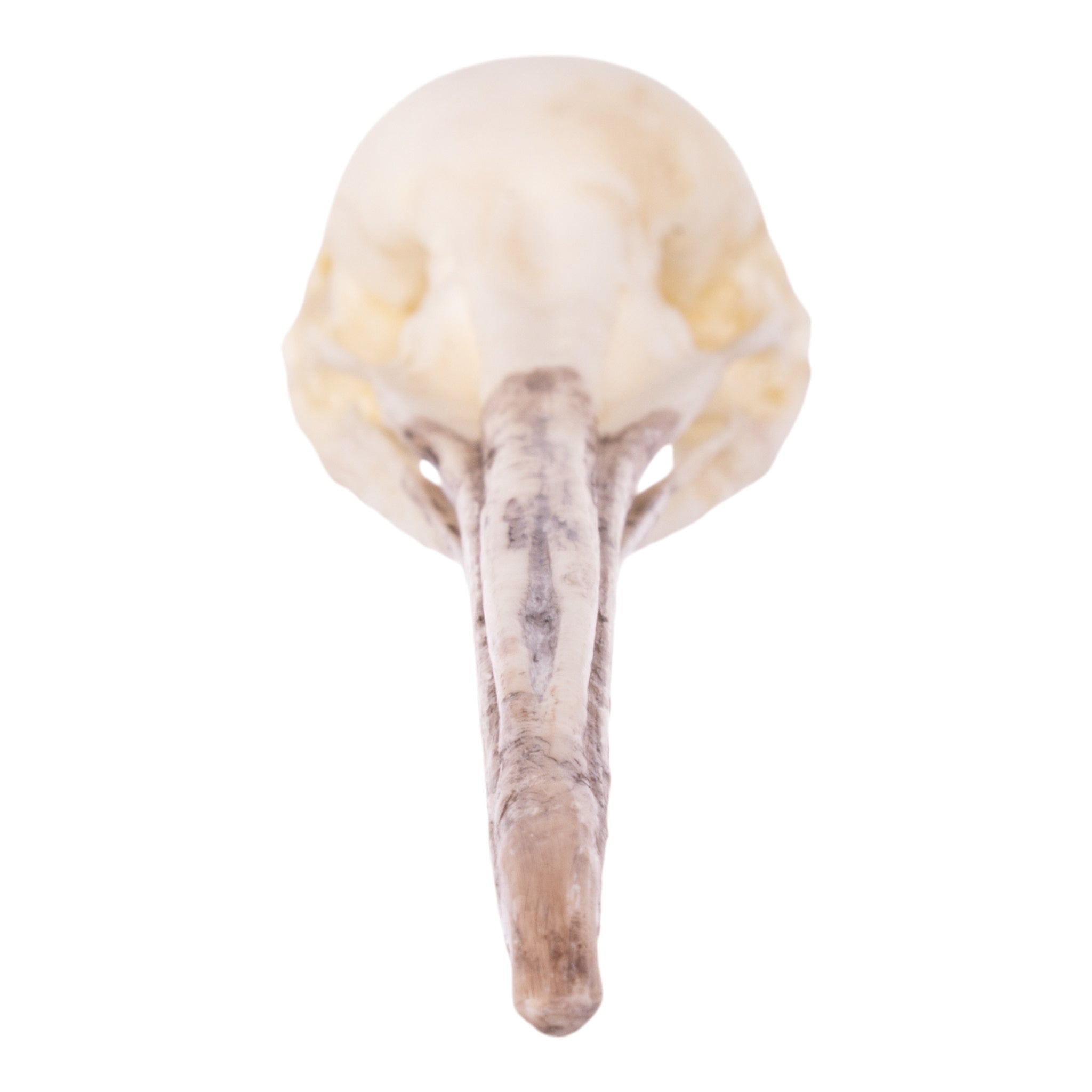 Authentic Replica Brown Kiwi Skull - Unique Home Decor & Collectible for Halloween, Gothic, and Natural History Displays