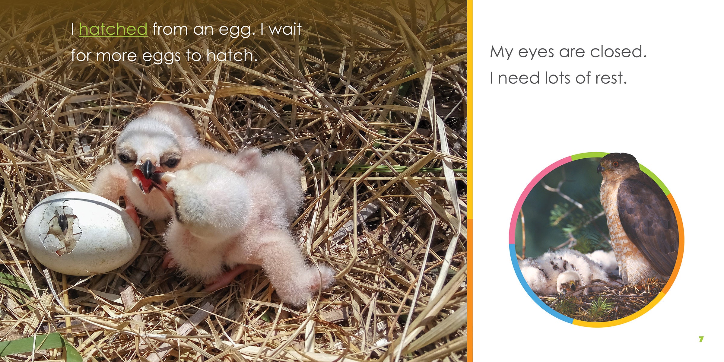 Baby Hawks Starting Out - Essential Beginner Gear for Young Birdwatchers | Perfect for Outdoor Adventures & Nature Exploration
