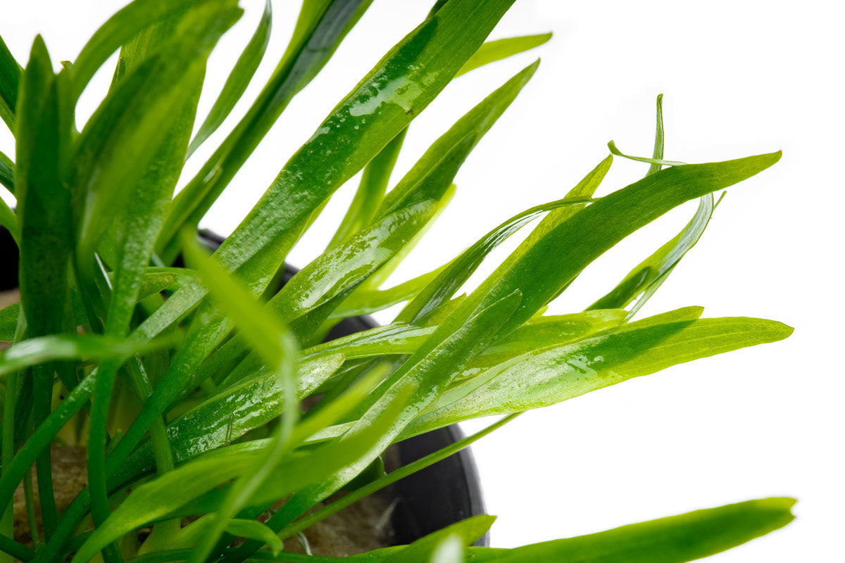Cryptocoryne Lucens Live Aquarium Plant - Easy Low Light Freshwater Aquatic Plant for Fish Tanks, Aquascaping & Nano Tanks (Perfect for Beginners & Shrimp Tanks)