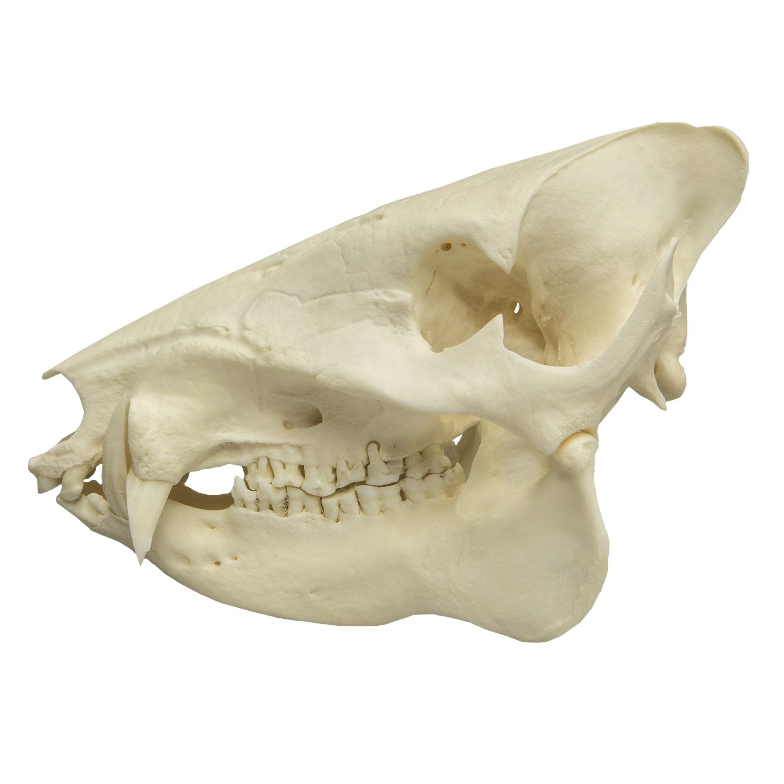 Authentic Peccary Skull - Real Animal Skull Specimen for Taxidermy, Oddities Collection, and Gothic Decor | Perfect for Halloween, Home Decor, and Educational Displays