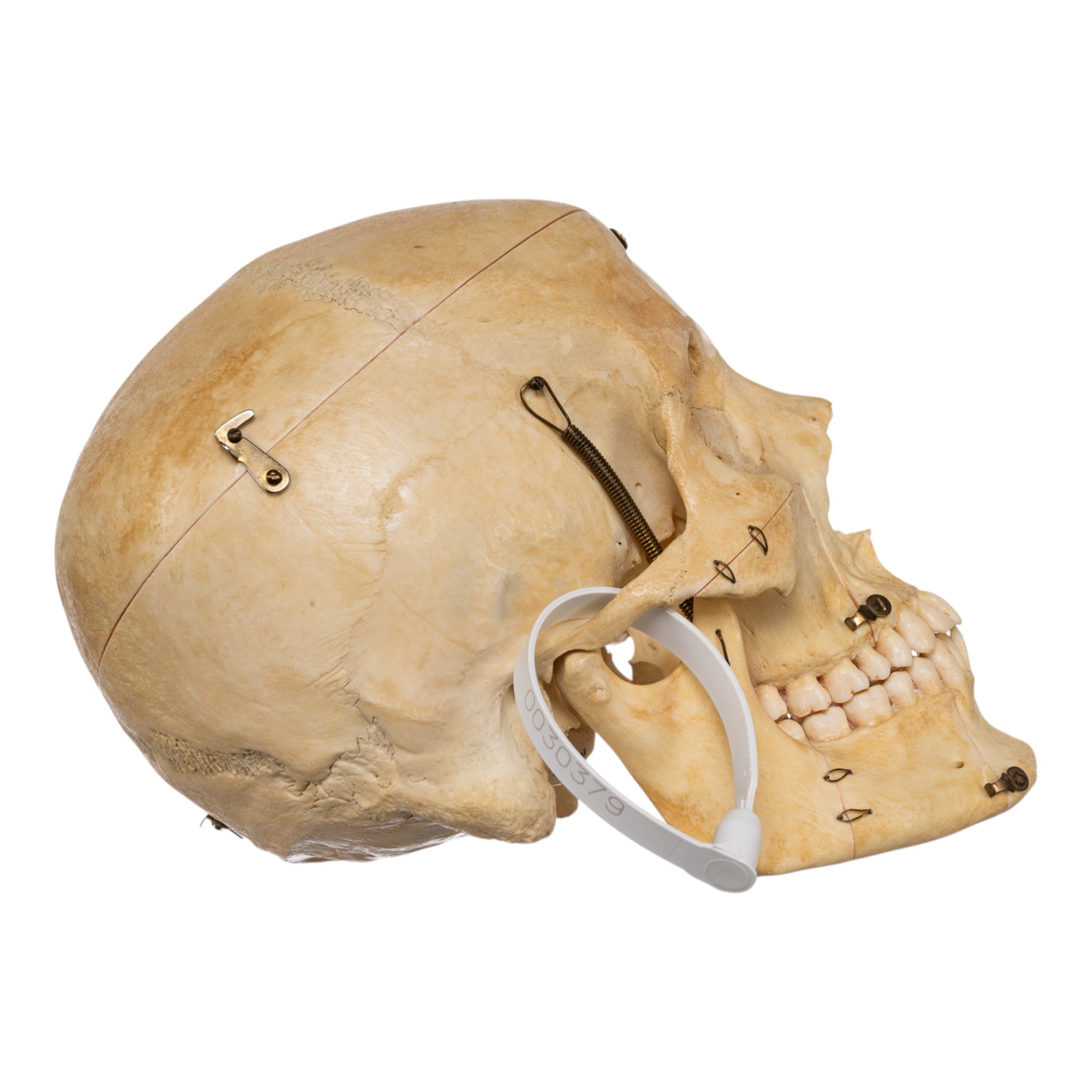 Authentic Real Human Skull for Medical Study & Anatomy Education - Perfect for Classroom Dissection & Scientific Research