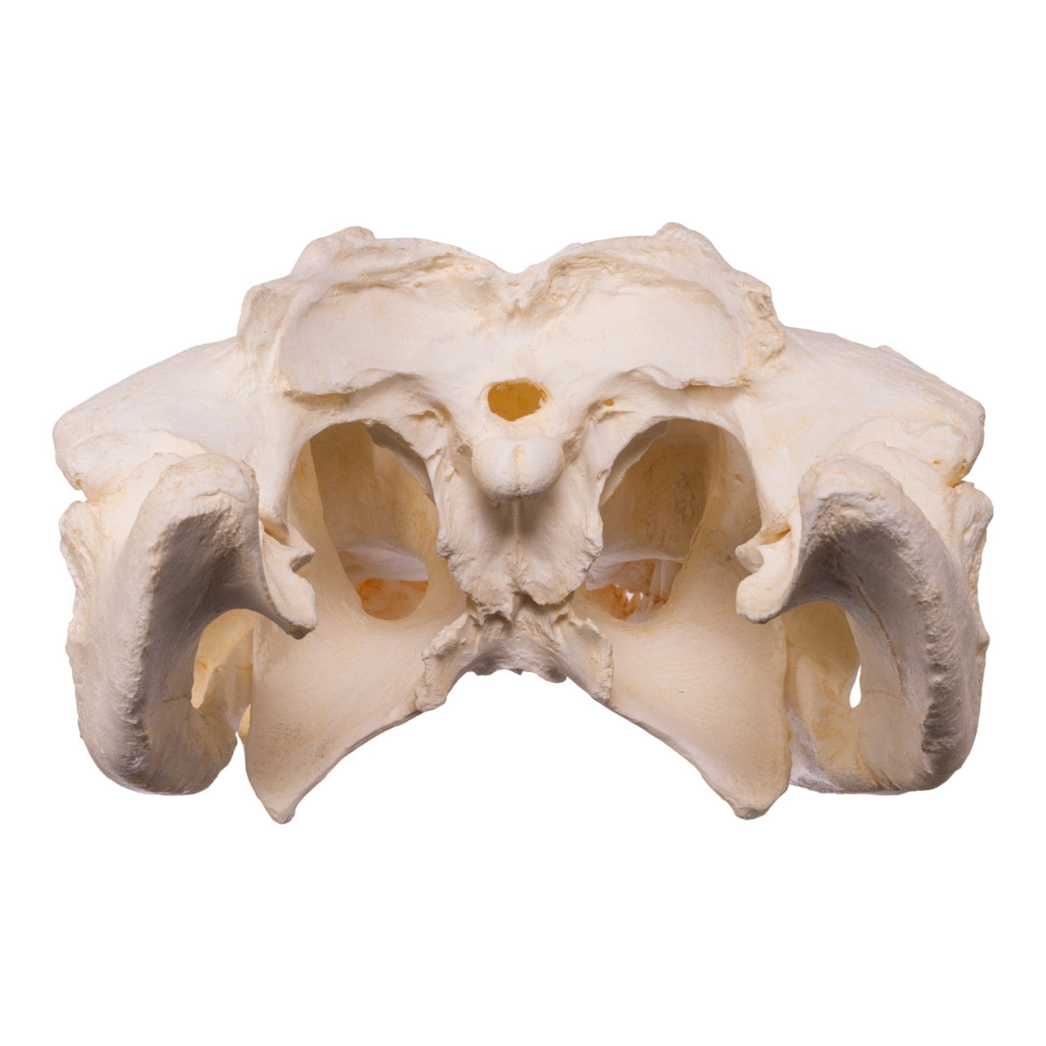 Authentic Replica American Alligator Skull - 25 Inch Lifelike Decoration for Home, Office & Halloween Decor | Durable Educational Display for Biology Classrooms & Taxidermy Collectors