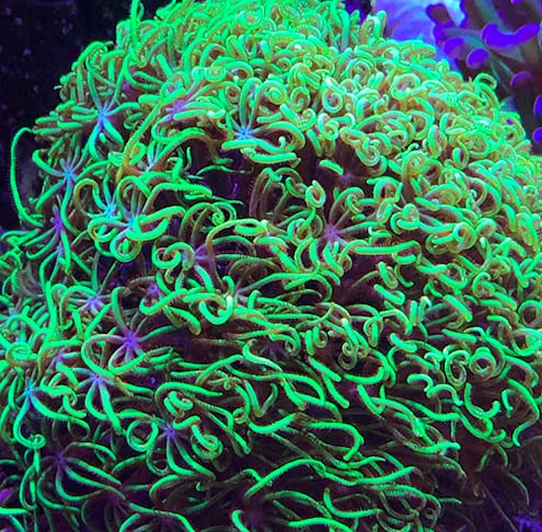 Live Saltwater Coral Frag - Green Star Polyps for Reef Aquariums | Easy to Grow & Vibrant Color | Perfect for Nano Tanks & Coral Propagation
