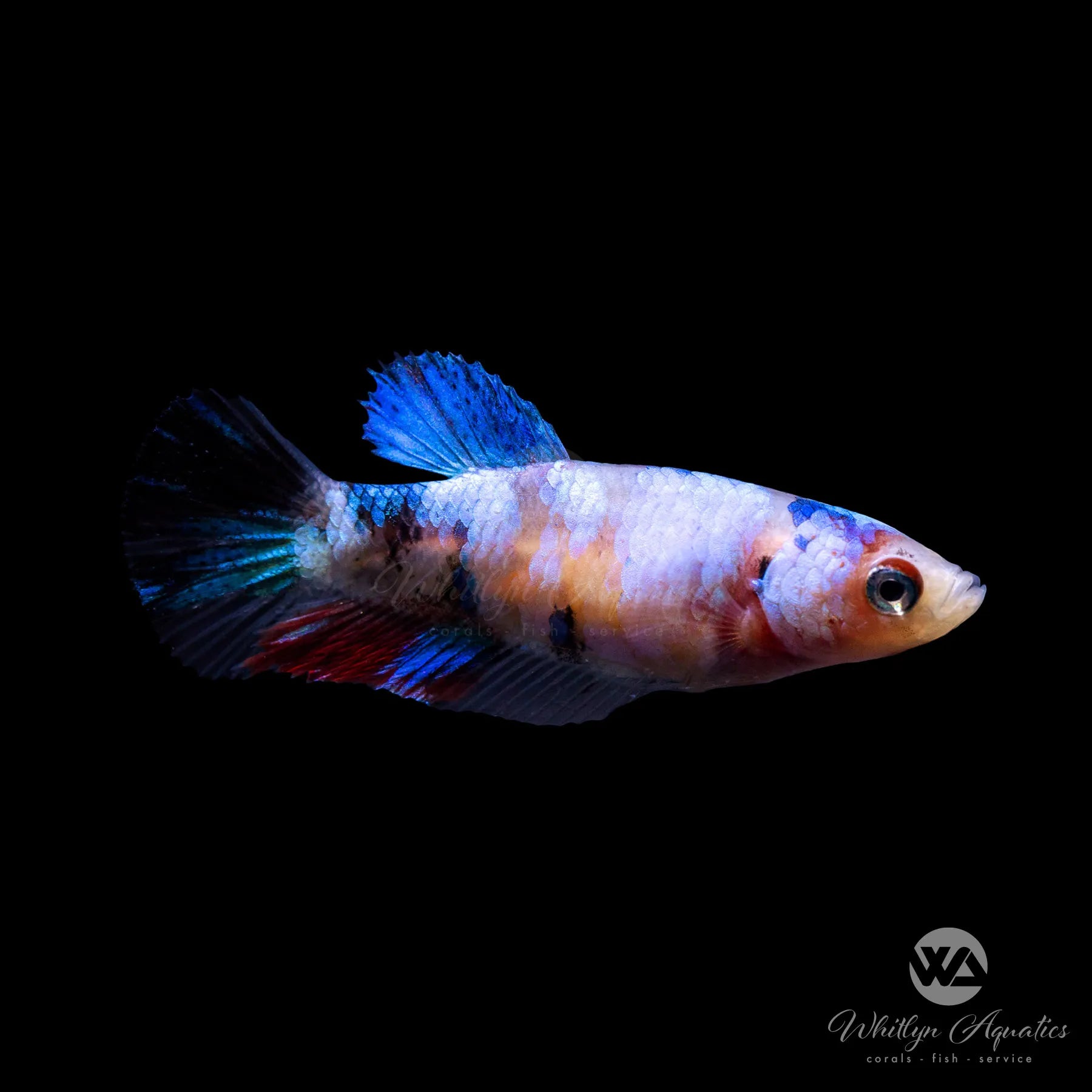 Vibrant Candy Plakat Betta Female Fish - Stunning Colors, Easy Care for Home Aquariums & Office Decor