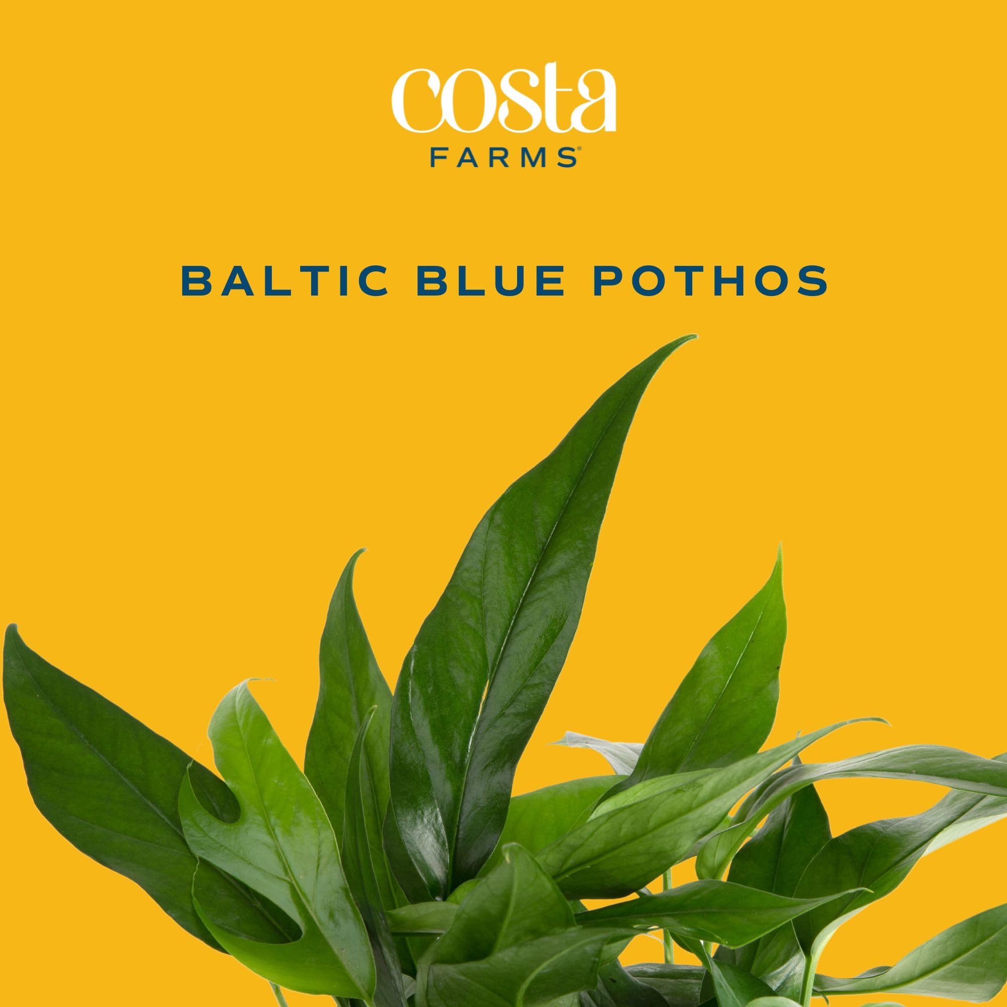Costa Farms Baltic Blue Live Pothos Plant - Indoor Houseplant in Decorative Pot, 1 Foot Tall for Home & Office Decor | Perfect for Tabletop, Shelves & Low-Light Spaces
