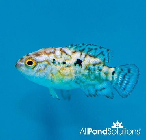Electric Blue Jack Dempsey Cichlid (Cichlasoma Octofasciatum) - Vibrant Aquarium Fish for Freshwater Tanks | Perfect for Home Aquariums & Fish Tanks