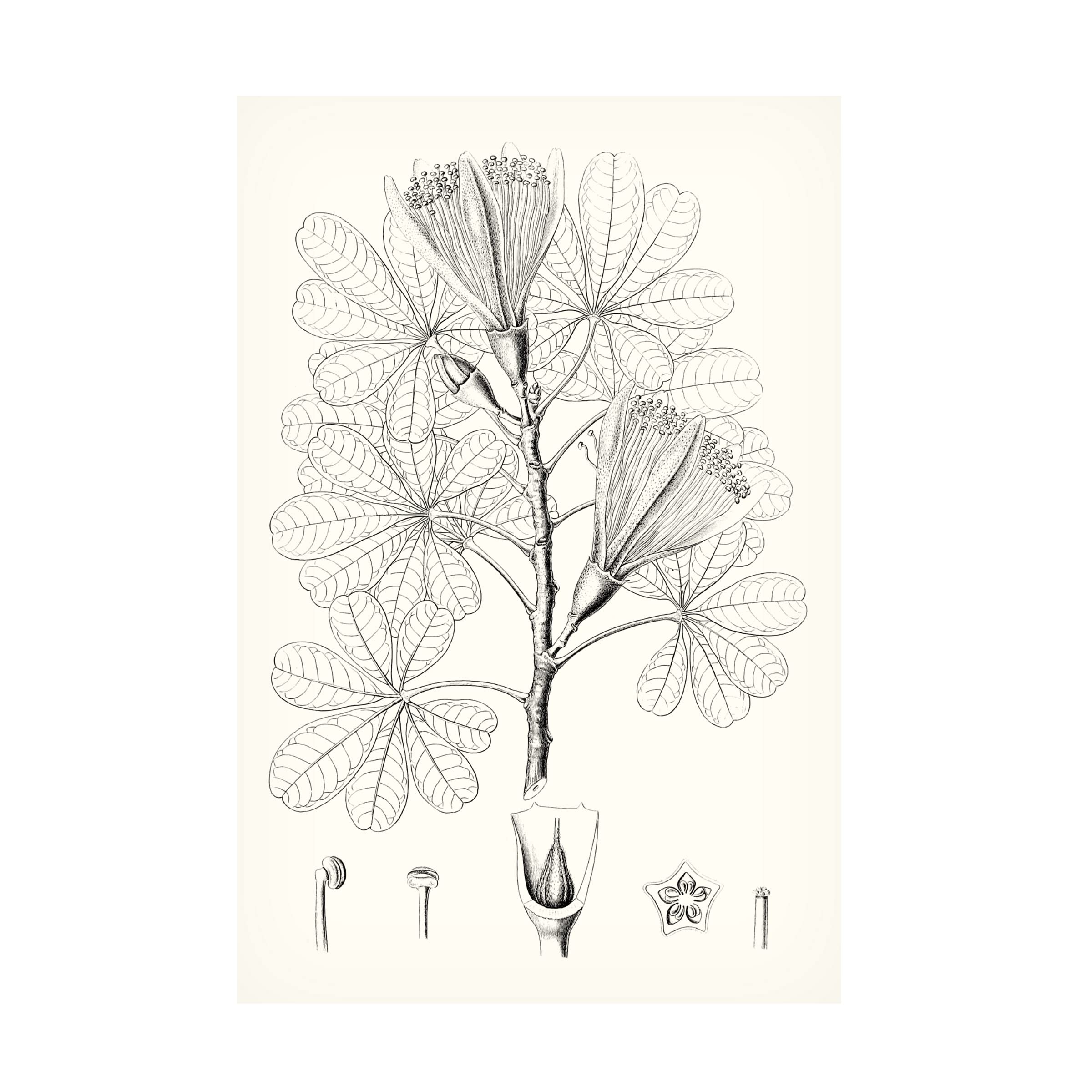 Trademark Fine Art 'Illustrative Leaves II' Canvas Wall Art Print by Vision Studio - Perfect for Living Room, Bedroom & Office Decor