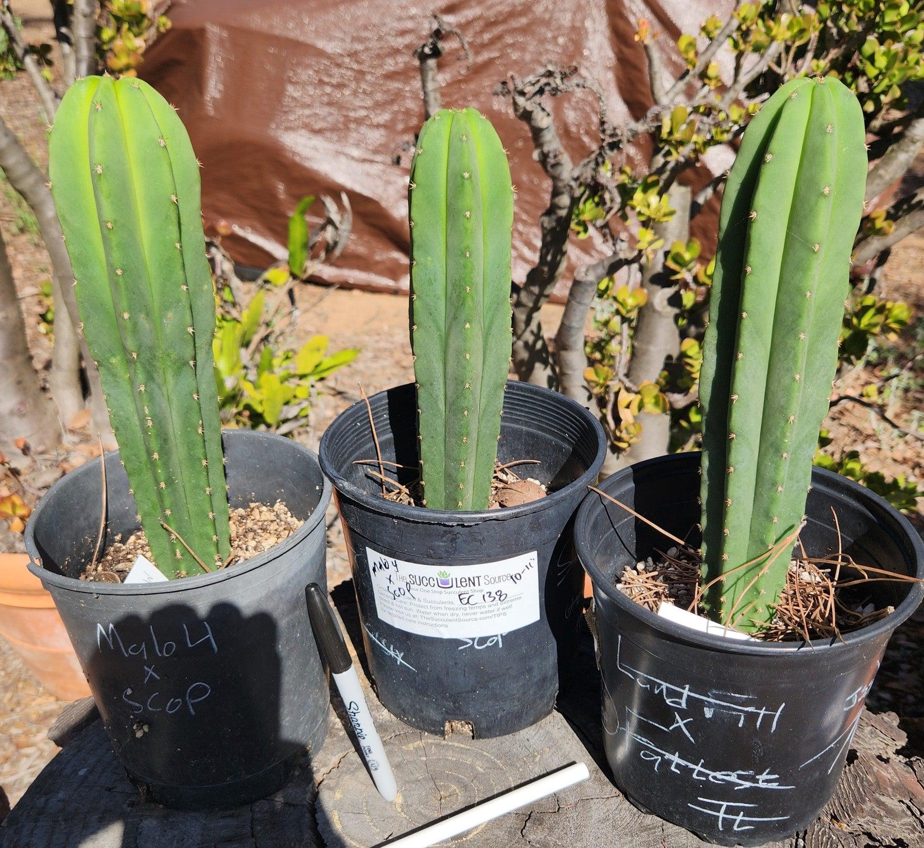 Exact Trichocereus Hybrid Scopulicola Scop Cactus - Rare Potted Succulent Specimen for Home Decor, Office, and Garden Landscaping