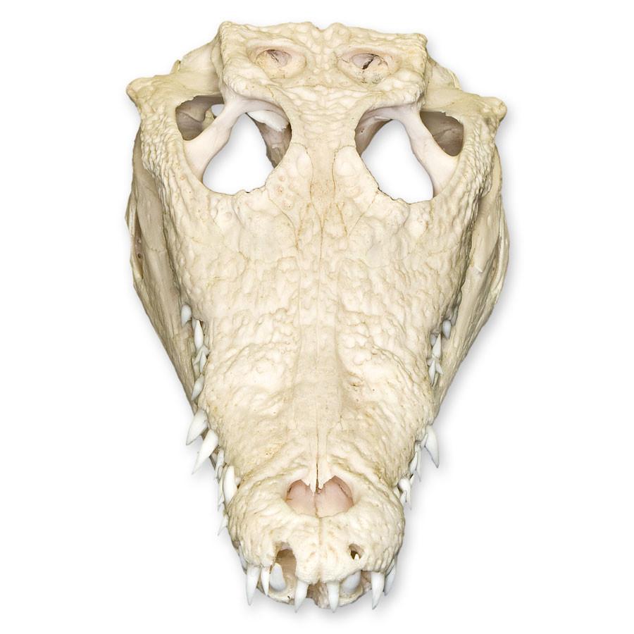Authentic Nile Crocodile Skull Specimen - Rare Taxidermy Collectible for Home Decor, Educational Display & Unique Gift Idea