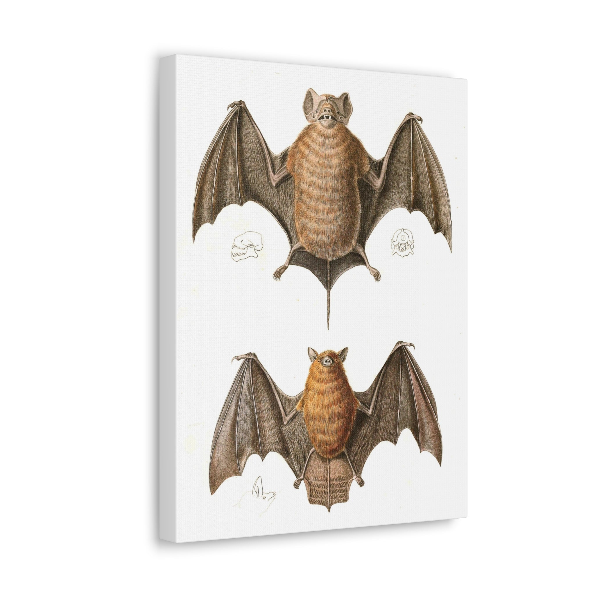 Free Tailed Bats Wall Art - Stunning Wildlife Illustration Canvas Print for Home & Office Decor - Perfect for Nature Lovers, Bat Enthusiasts, and Gothic Interior Design