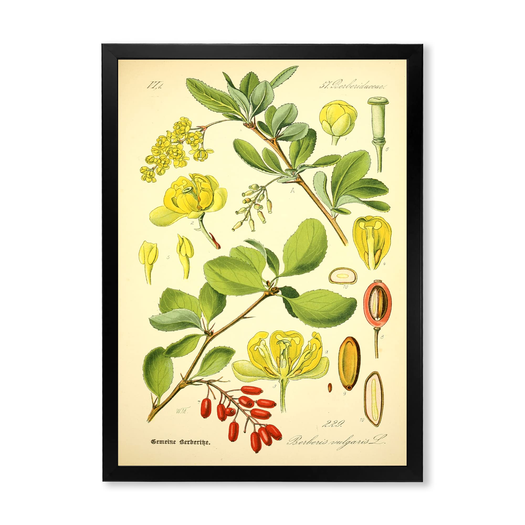 Vintage Plant Life II Traditional Framed Wall Art - Botanical Home Decor for Living Room, Bedroom & Office - Ready to Hang Canvas Painting
