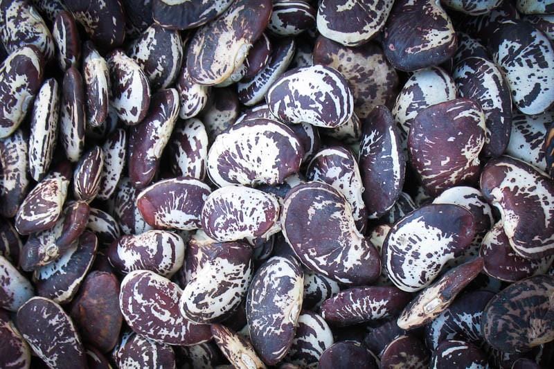 Organic Christmas Lima Beans by Rancho Gordo - 1 lb Pack | Heirloom Beans for Soups, Stews & Holiday Cooking | Non-GMO, Gluten-Free Premium Legumes