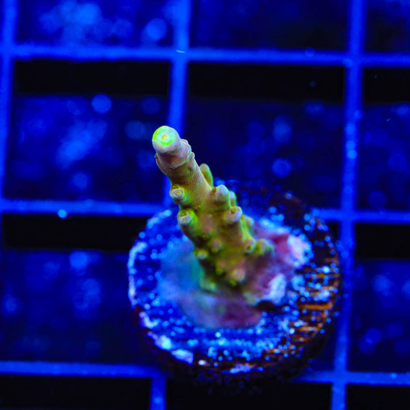 Premium CB Golden Jawdropper Acropora Coral for Saltwater Aquariums - Vibrant Coral for Reef Tanks & Marine Displays