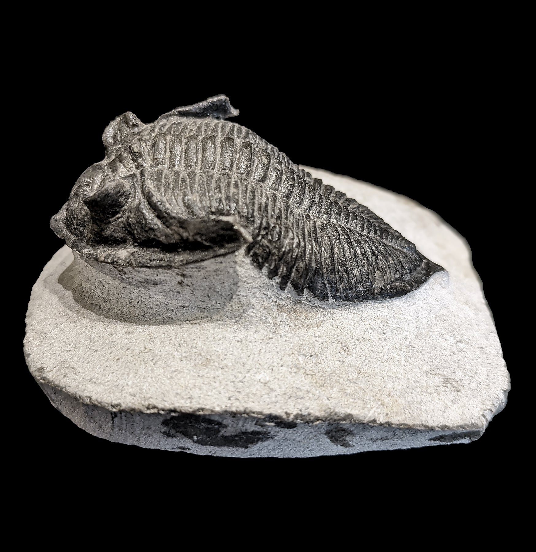 Authentic Fossilized Trilobite Odontochile in Natural Matrix - Rare Paleozoic Era Specimen for Collectors, Education & Home Decor