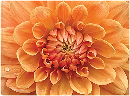 Orange Dahlia