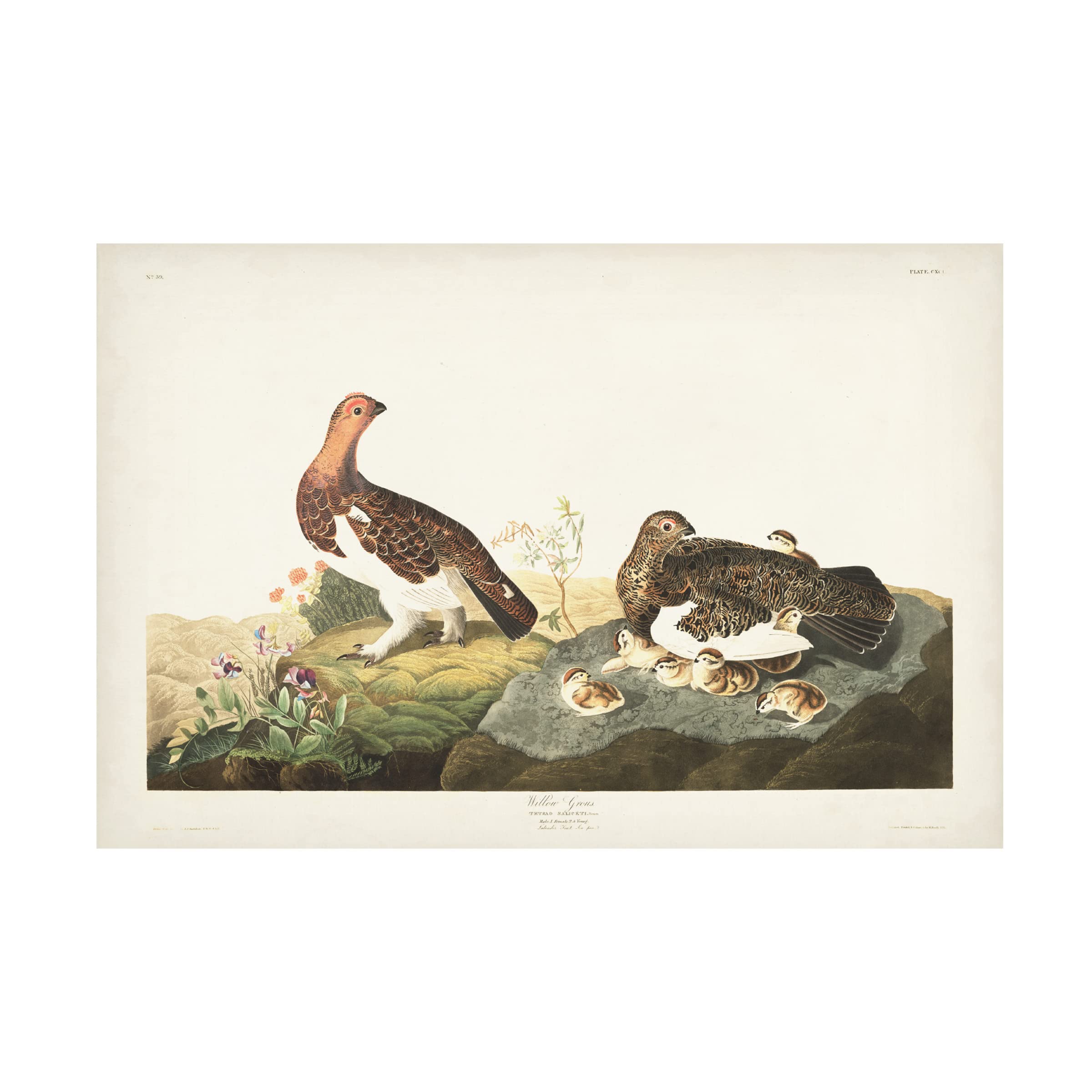 John James Audubon Willow Grouse Canvas Art Print - 22x32 Inches Framed Wildlife Bird Painting - Perfect for Living Room, Bedroom & Office Wall Decor