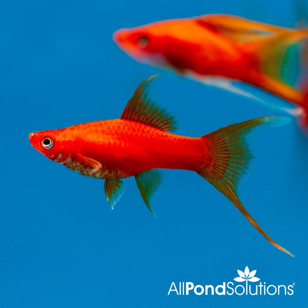 Simpsons' Lyretail Red Swordtail Fish (Xiphophorus Helleri) - Vibrant Freshwater Aquarium Fish for Home & Office Tanks