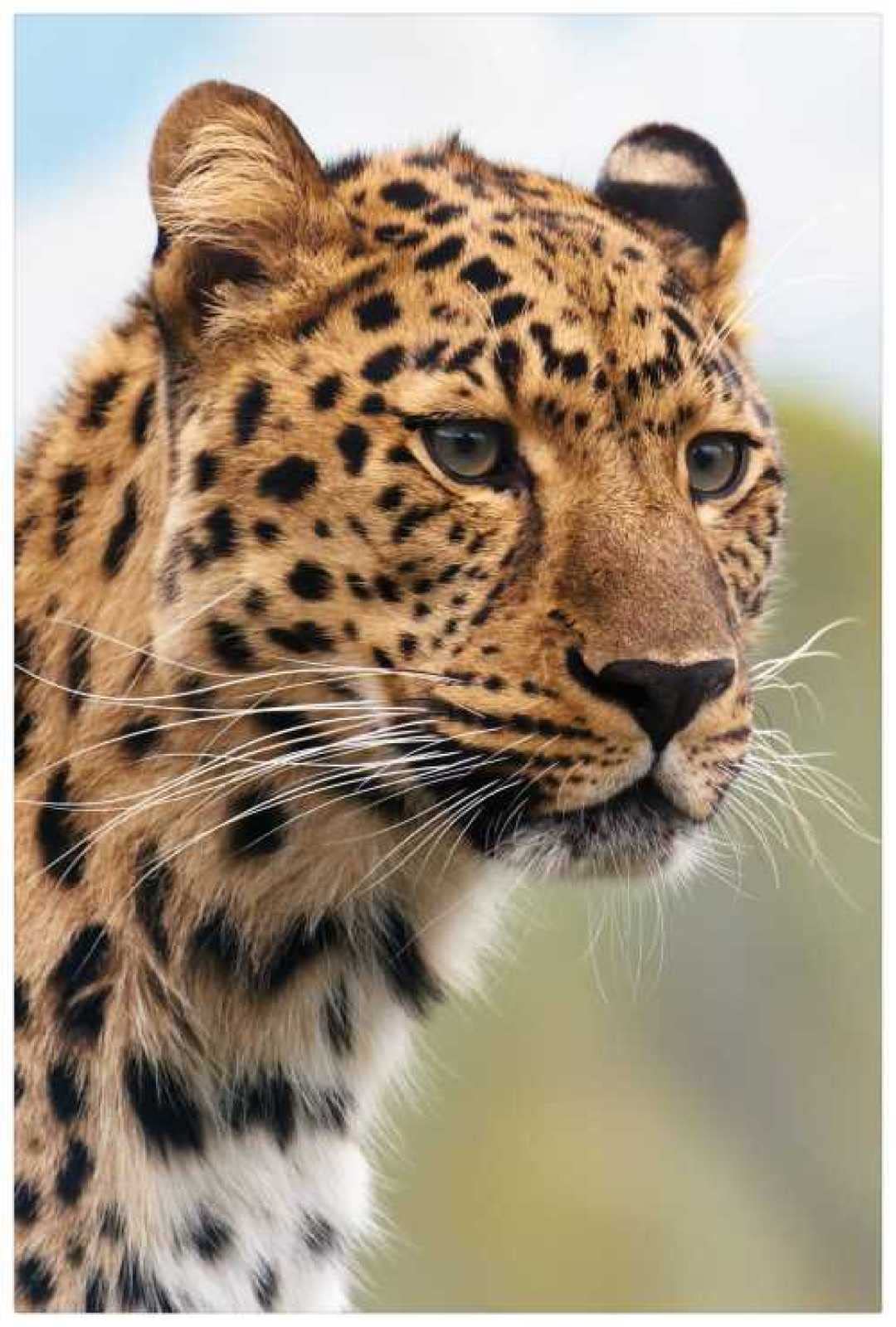 500-Piece Wooden Jigsaw Puzzle - Ferocious Leopard Animal Puzzle for Kids & Adults - Educational Brain Teaser & Gift Idea for Birthday, Christmas - Perfect for Family Game Night & Classroom Activities