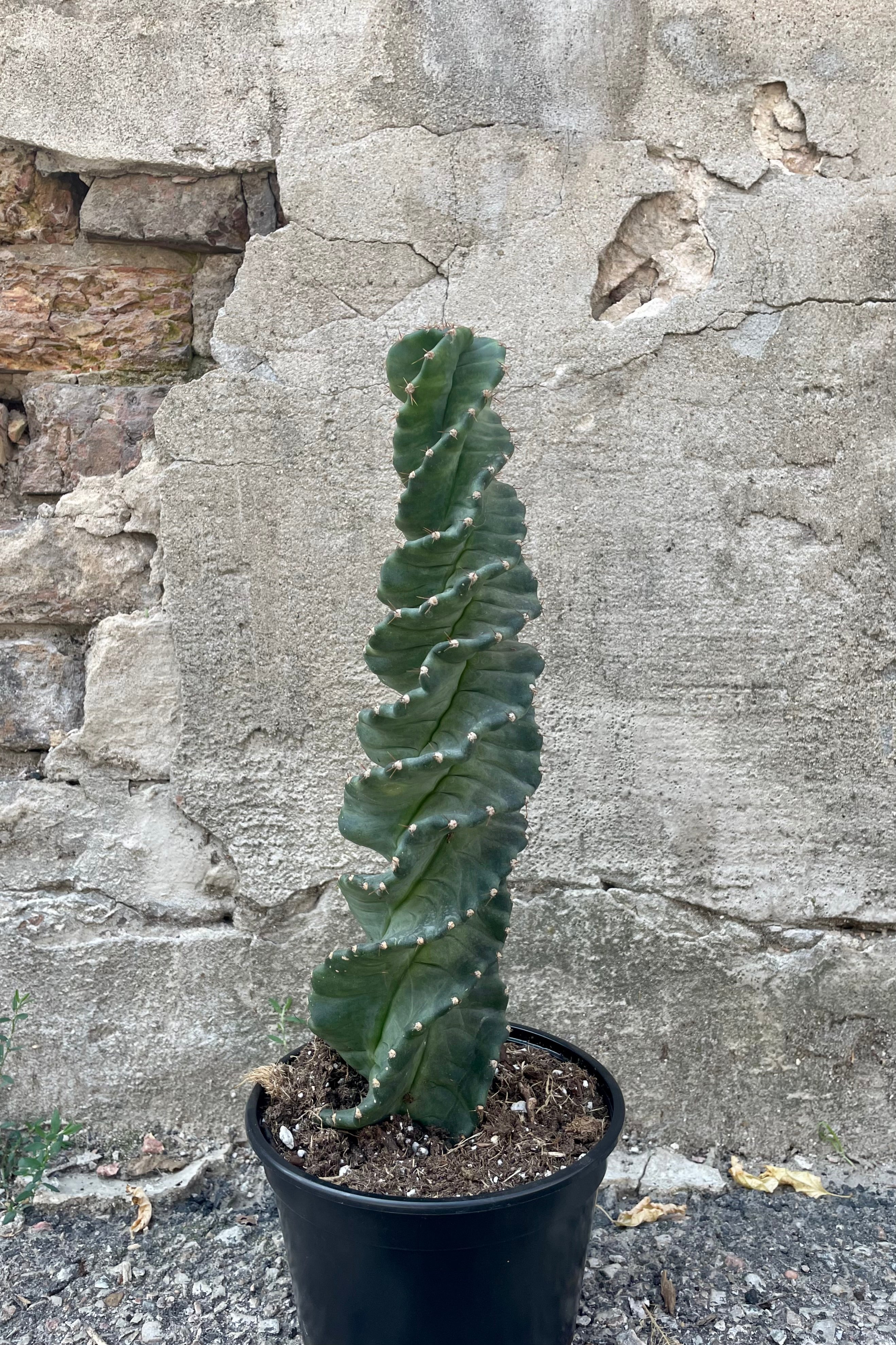 Buy Spiral Cactus (Cereus peruvianus 'Spiralis') - 6 Inch Potted Plant for Home & Office Decor | Perfect for Desert Gardens, Indoor Succulent Displays