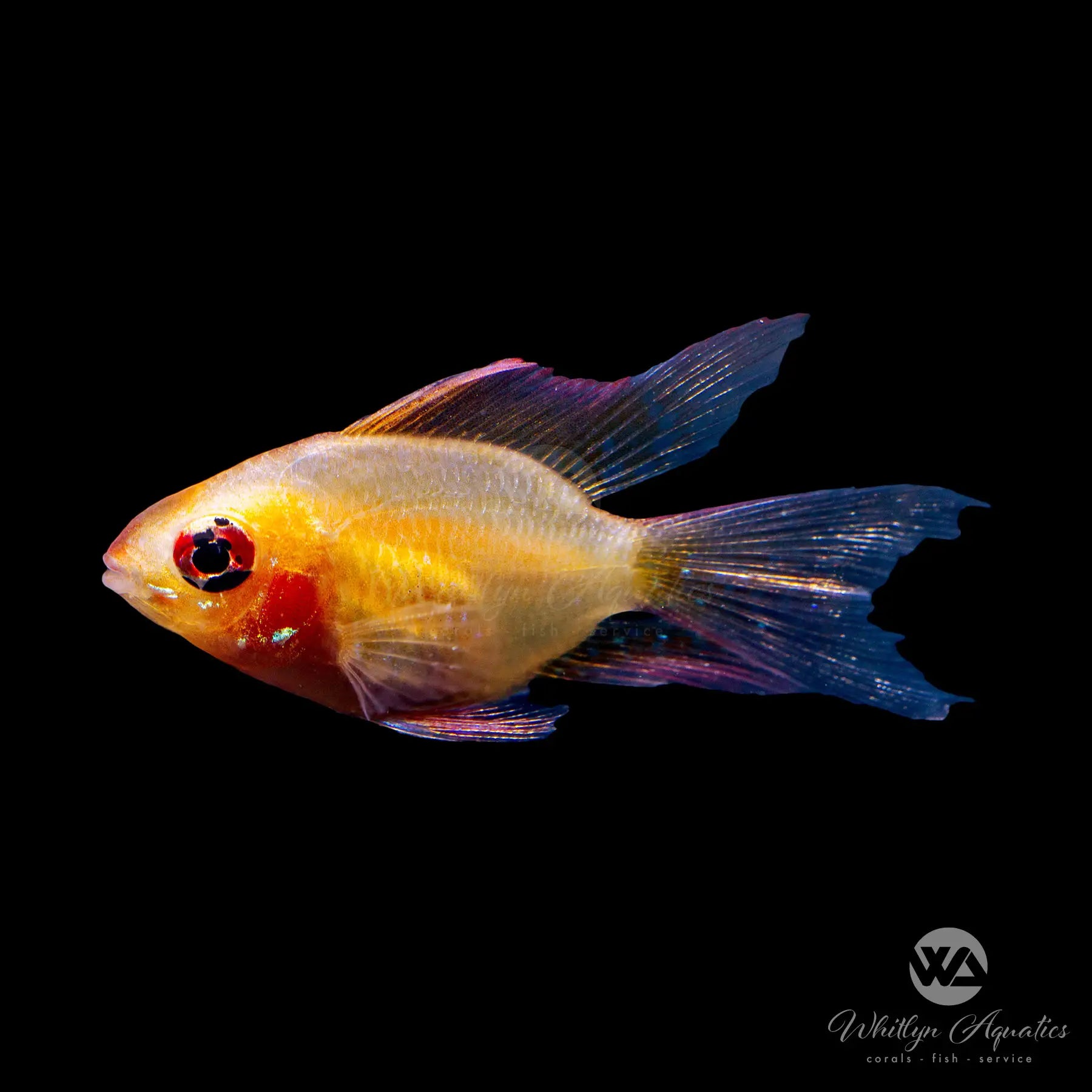 Golden Balloon Longfin Ram Cichlid (Mikrogeophagus Ramirezi) - Vibrant Aquarium Fish for Freshwater Tanks & Community Aquascaping