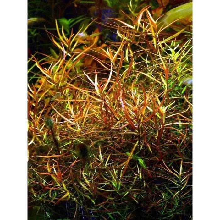 TCulture Ludwigia Arcuata (TC Cup) - Premium Aquatic Plant for Freshwater Aquariums | Perfect for Aquascaping, Fish Tanks & Planted Aquariums
