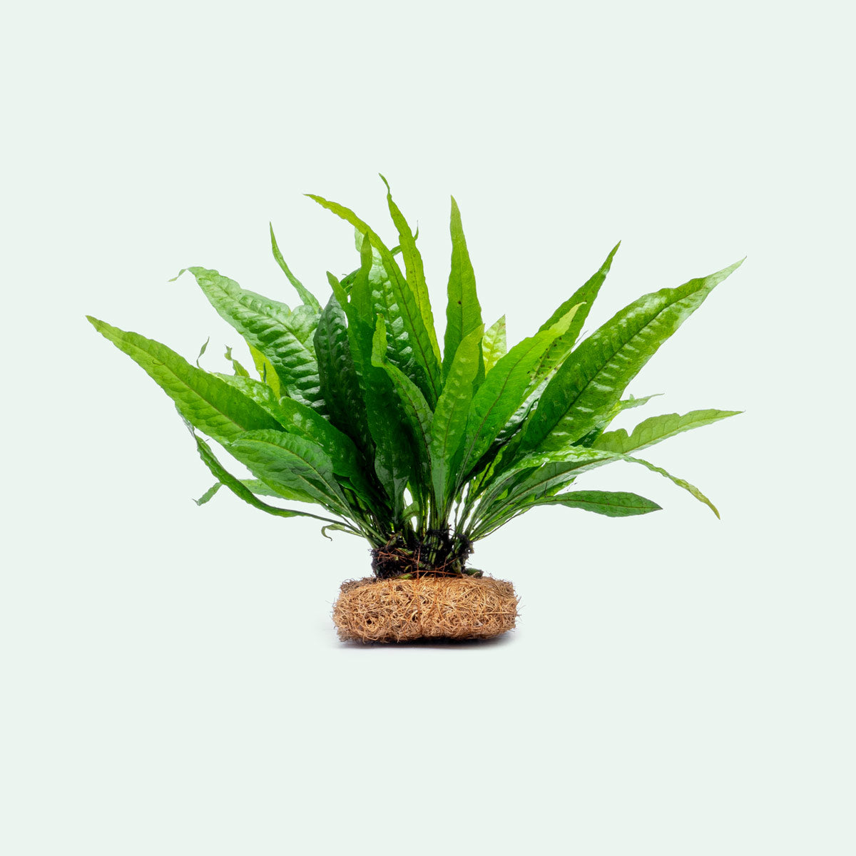 Microsorum Pteropus Mat - Java Fern Aquatic Plant Carpet for Freshwater Aquariums | Perfect for Fish Tanks, Shrimp Tanks & Aquascaping