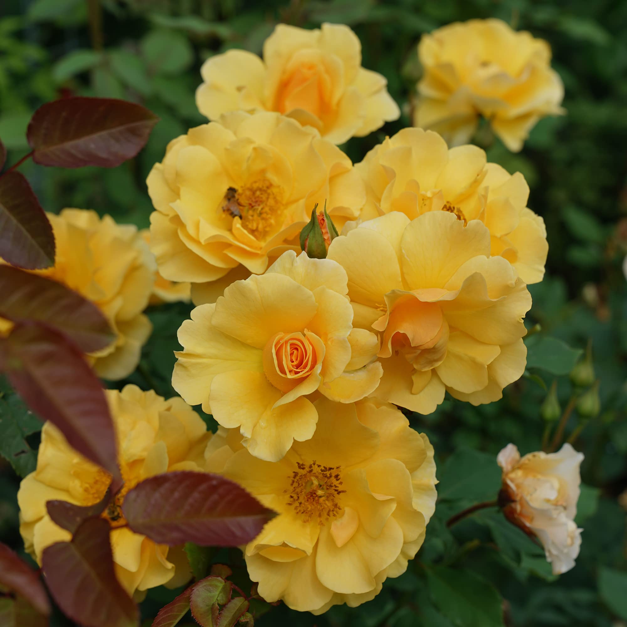 2 Gallon Proven Winners Rose Suñorita Shrub - Beautiful Blooming Shrub for Landscaping, Garden Borders & Outdoor Decor