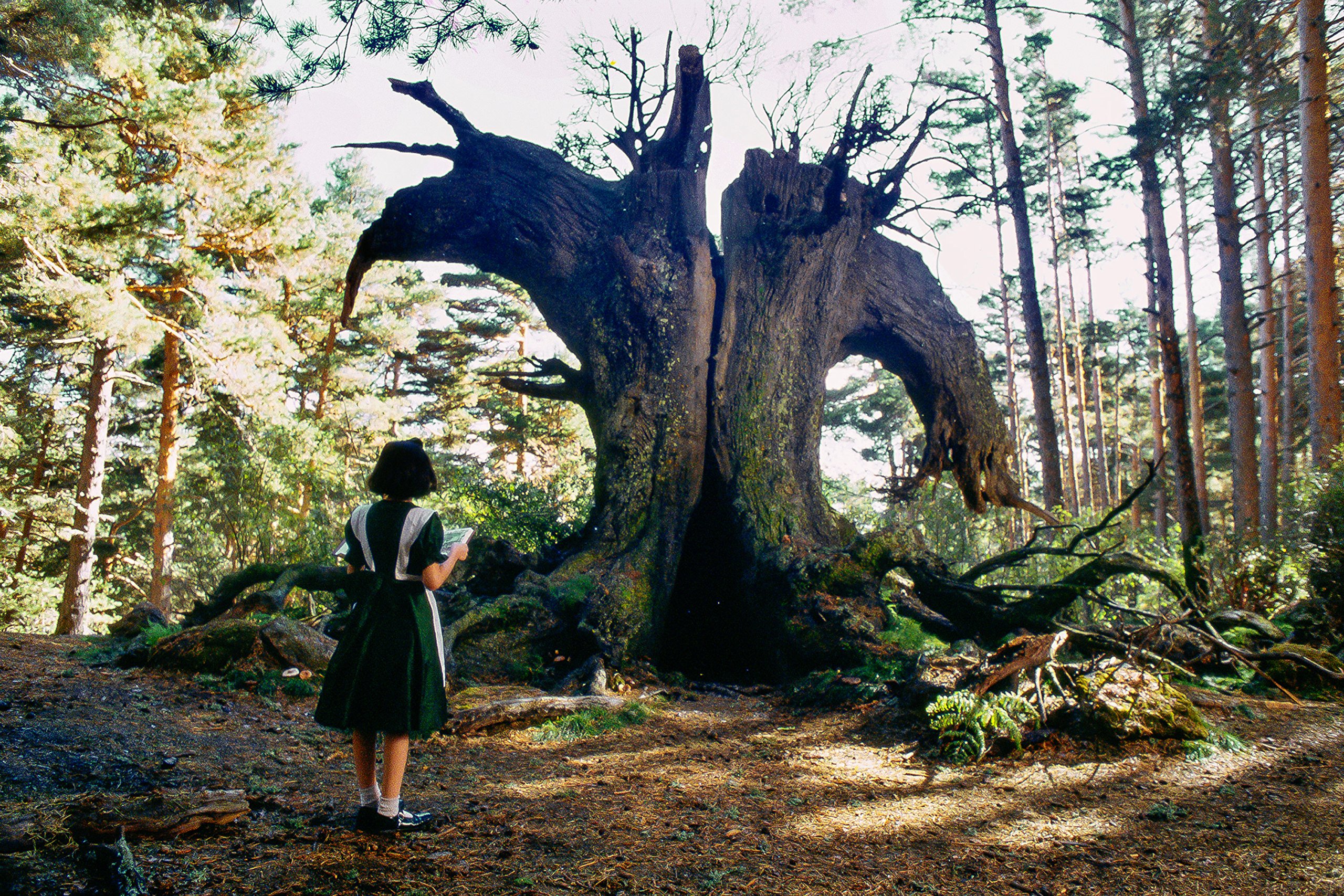 Pan's Labyrinth DVD - Fantasy Adventure Film by Guillermo del Toro | Perfect for Movie Nights & Fantasy Lovers