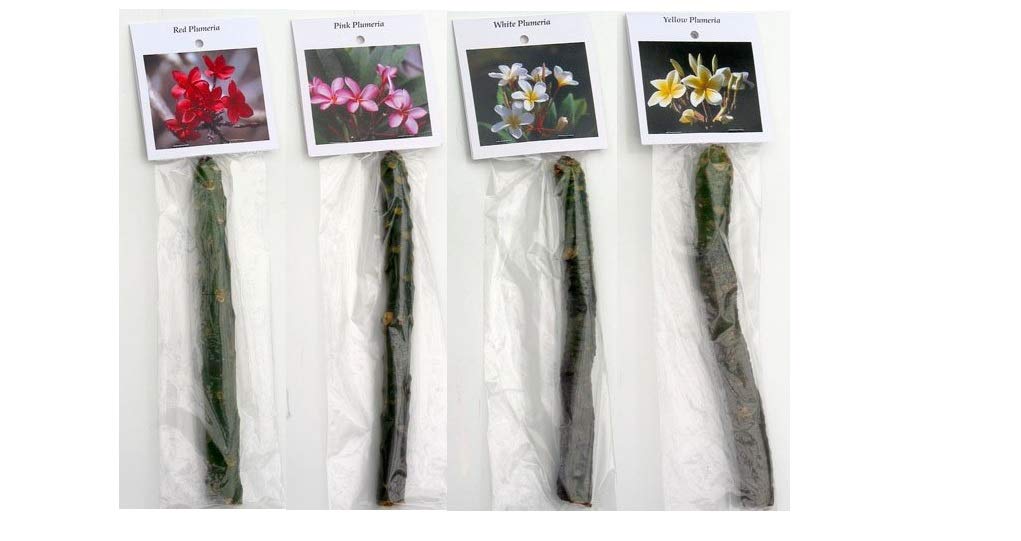 4 Hawaiian Plumeria Plant Cuttings & 5 Ginger Roots for Planting - Fragrant Tropical Flowers for Garden, Landscaping and Home Decor
