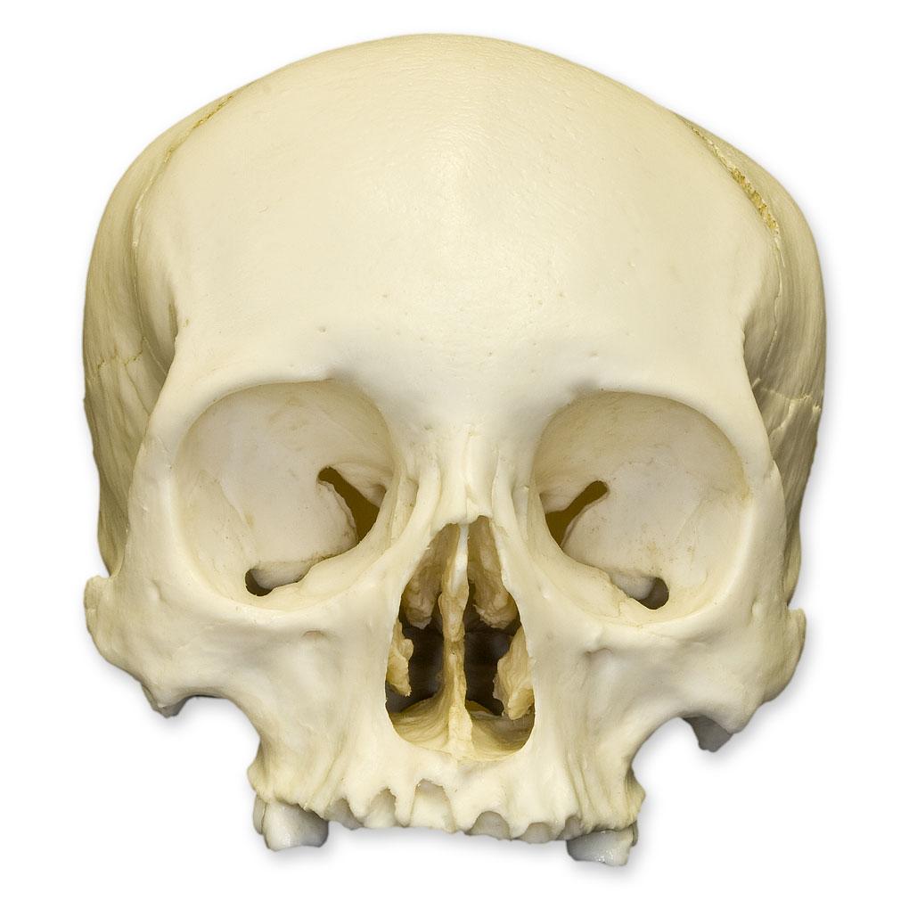 Authentic Replica Human Skull Model for Medical Study & Halloween Decor - Perfect for Anatomy Education, Halloween Props, and Horror Displays