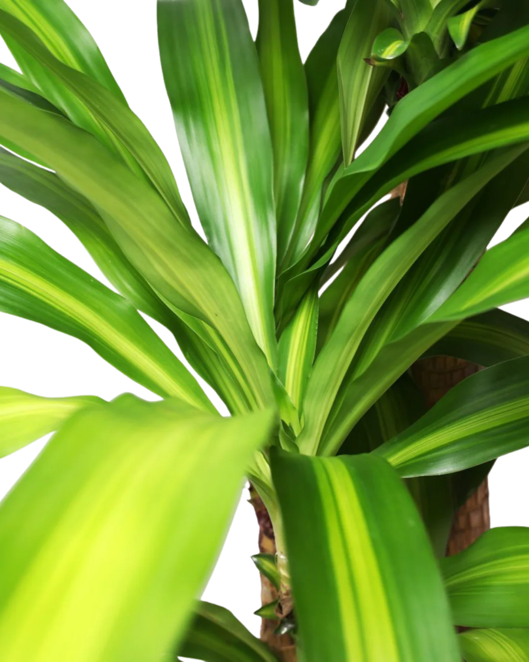 Dracaena Mass Cane 14 Inch Potted Plant - Low Light Indoor Houseplant for Home, Office & Living Room Decor