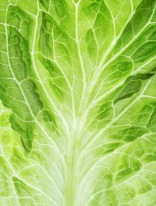 Cabbage