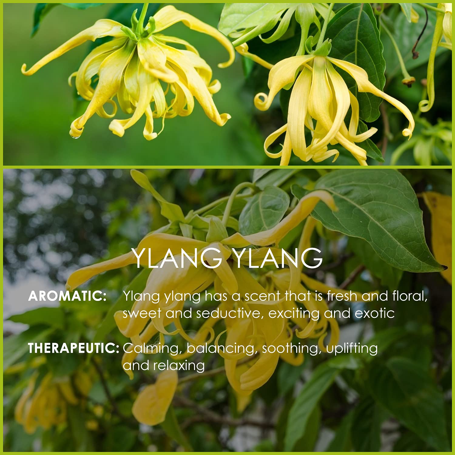 Pure Ylang Ylang Essential Oil 4 Fl Oz (120ml) - 100% Natural Therapeutic Grade Aromatherapy Oil for Diffusers, Massage, Candle & Soap Making | Relaxing Scent for Spa, Yoga & Stress Relief