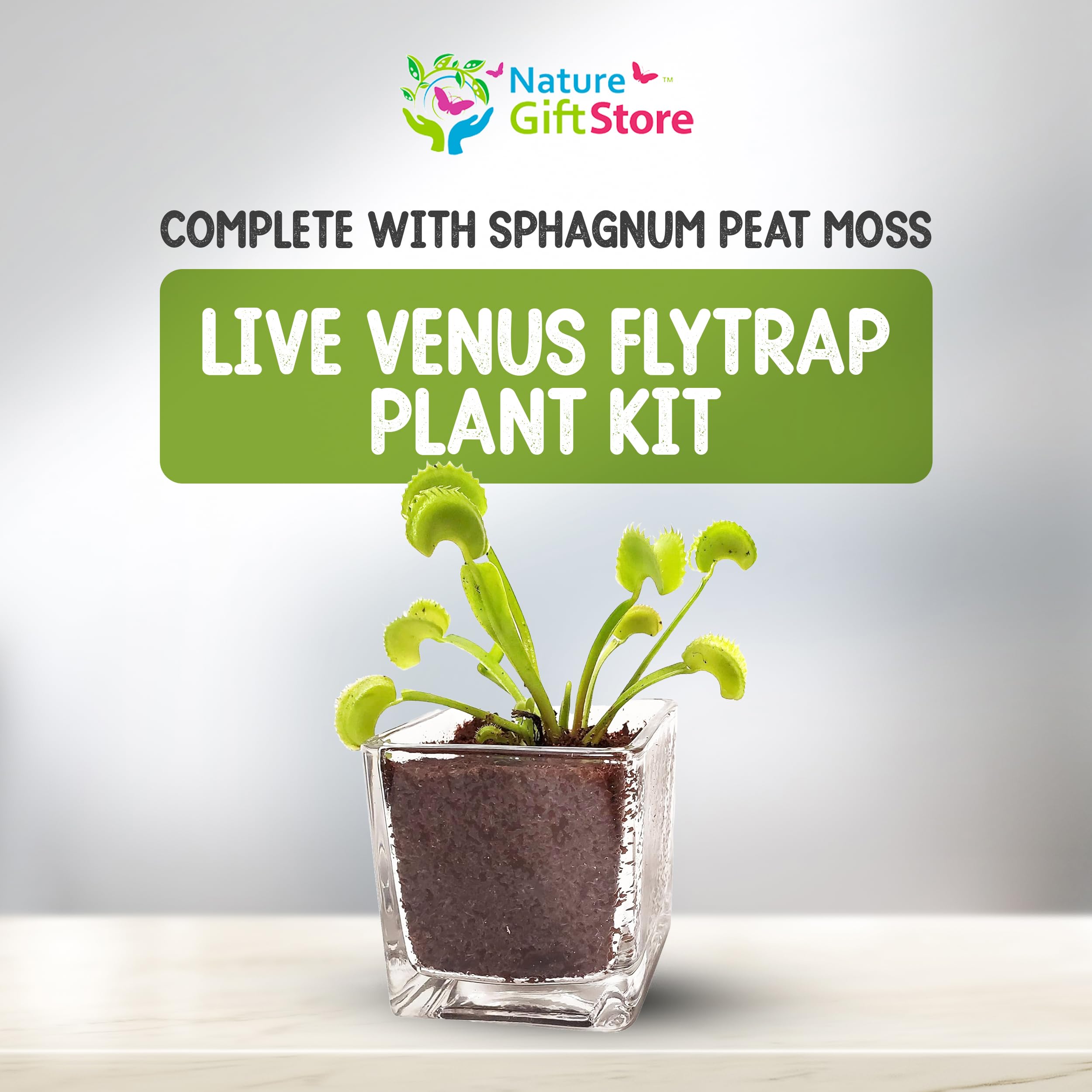Live Venus Flytrap Plant Kit in 2.5