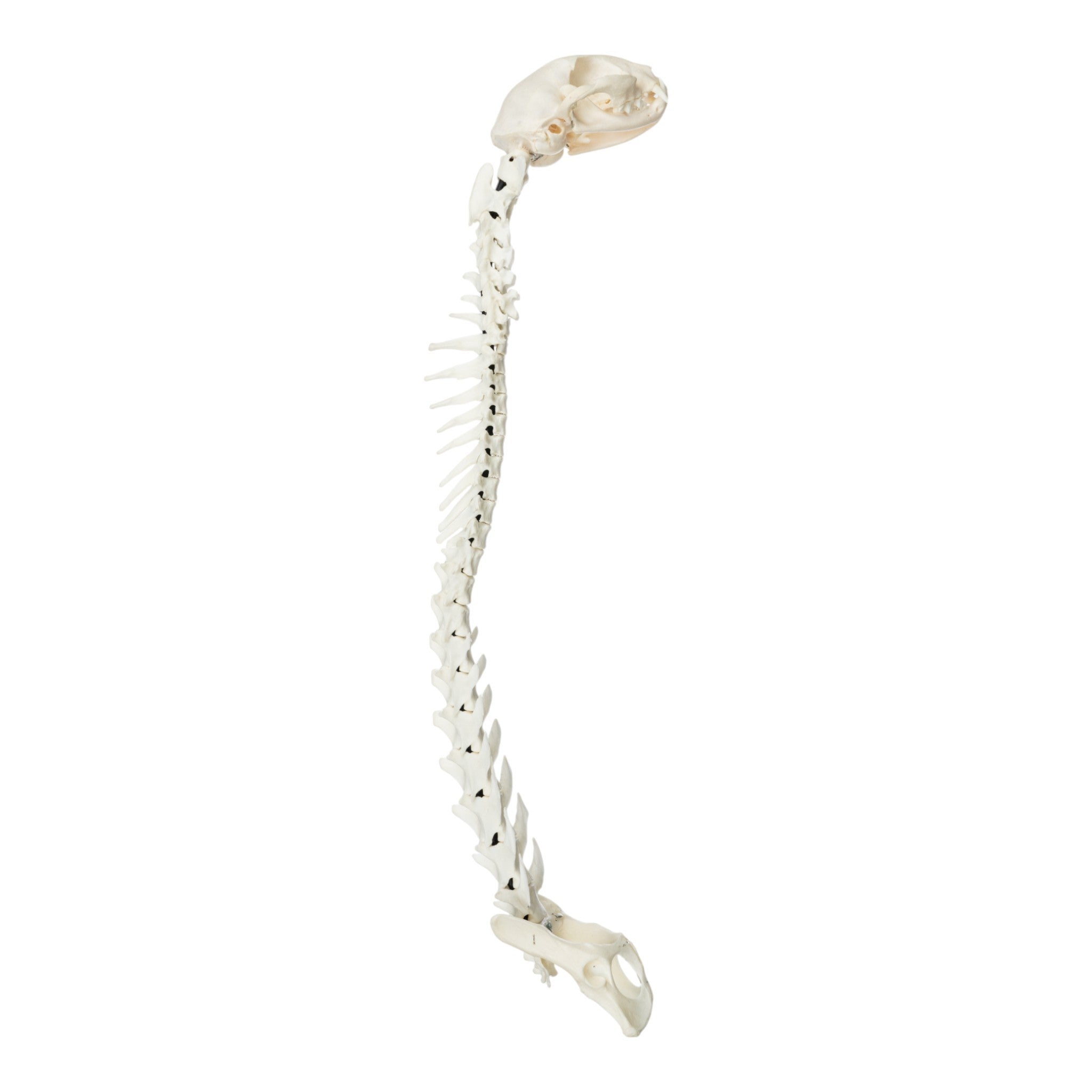 Realistic Domestic Cat Skeleton Model - Flexible Articulated Spine & Skull for Veterinary Study, Anatomy Education, and Halloween Decor