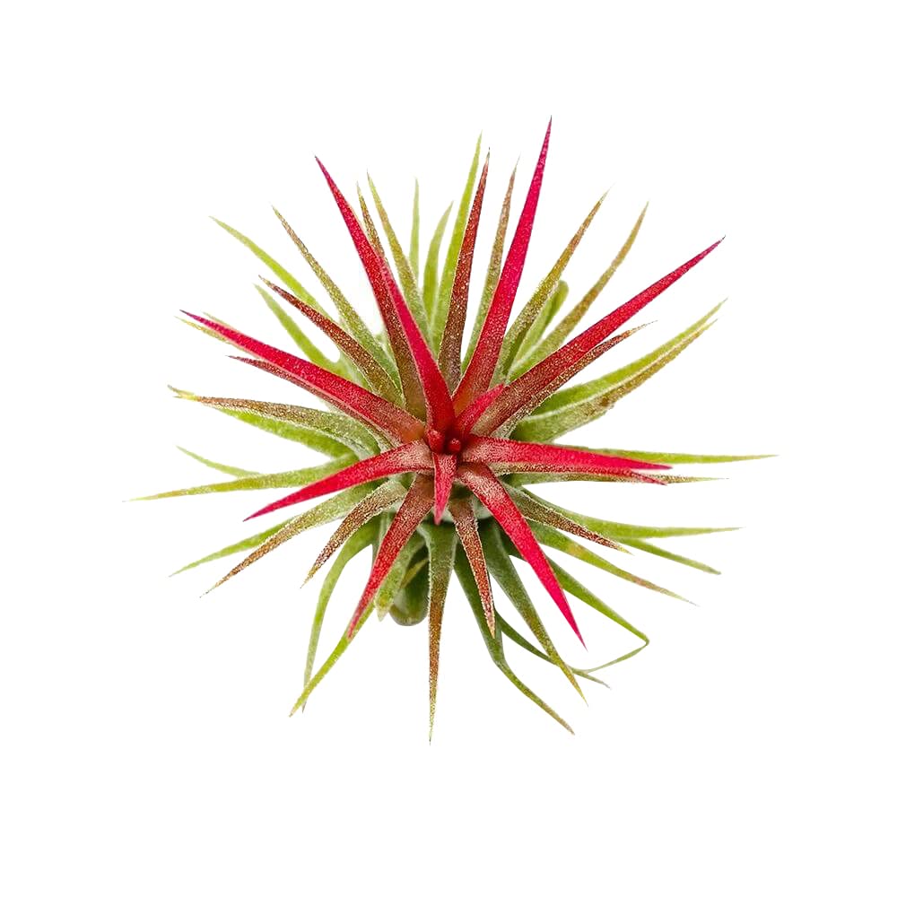 Tillandsia Ionantha Rubra Air Plant 3