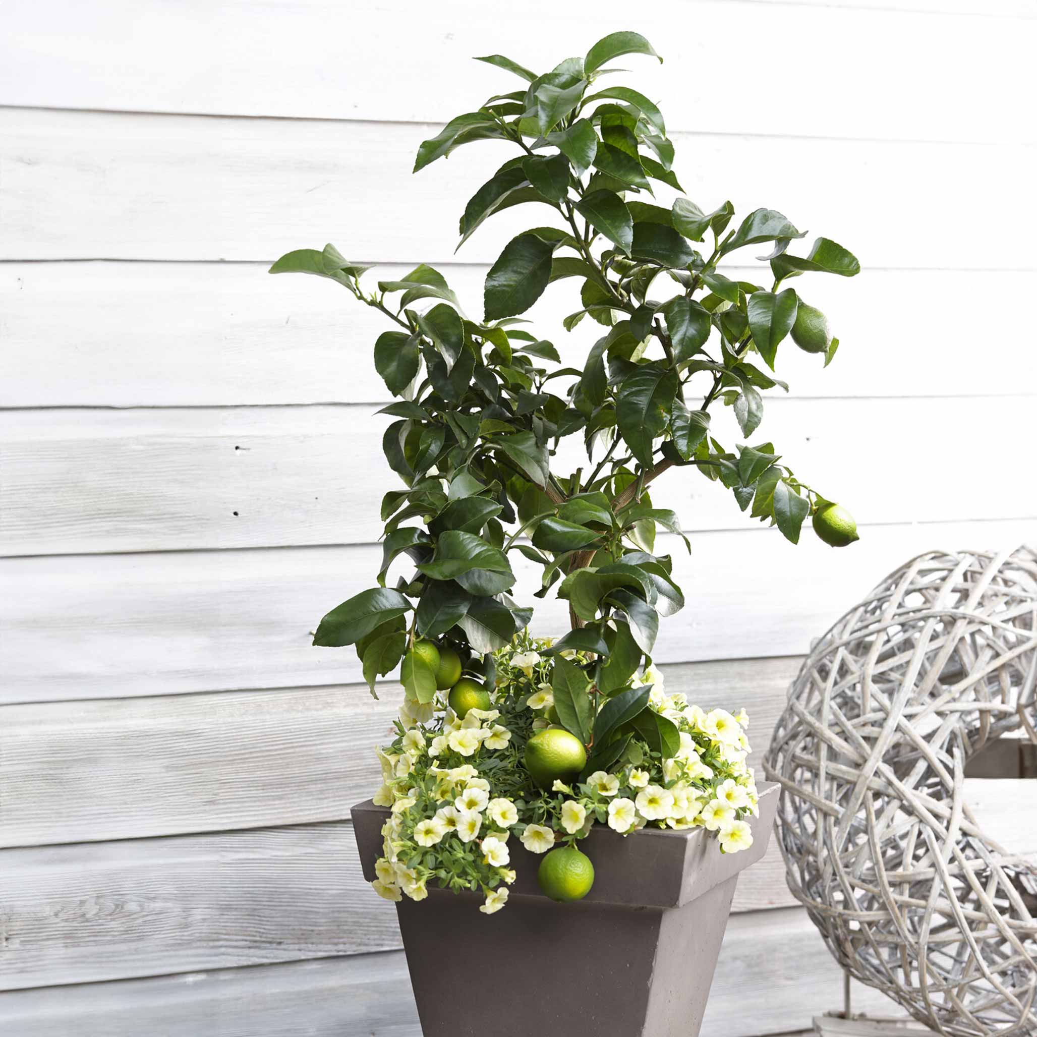 Key Lime Tree - Live Citrus Plant for Home Garden, Fresh Fruit Production | Perfect for Indoor & Outdoor Planting, Landscaping, and DIY Gardening Projects