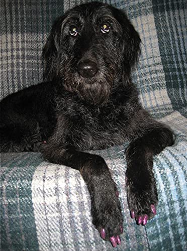 Soft Nail Caps for Small Dogs - Clear Pet Claw Protectors for Indoor Floors & Furniture Protection | Safe & Comfortable Dog Nail Covers