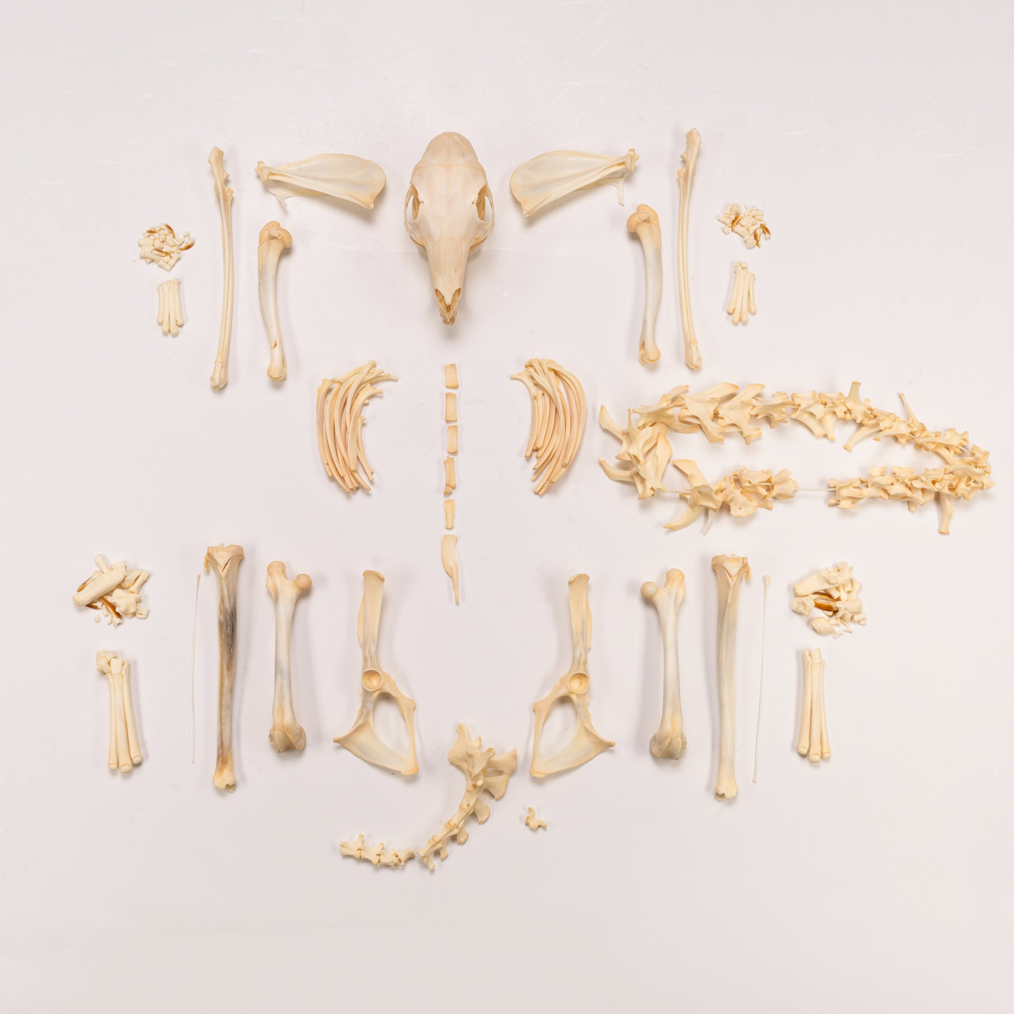 Authentic Patagonian Cavy Skeleton - Disarticulated Specimen for Science Study, Biology Education & Taxidermy Projects | Perfect for Classrooms, Laboratories & Natural History Collections