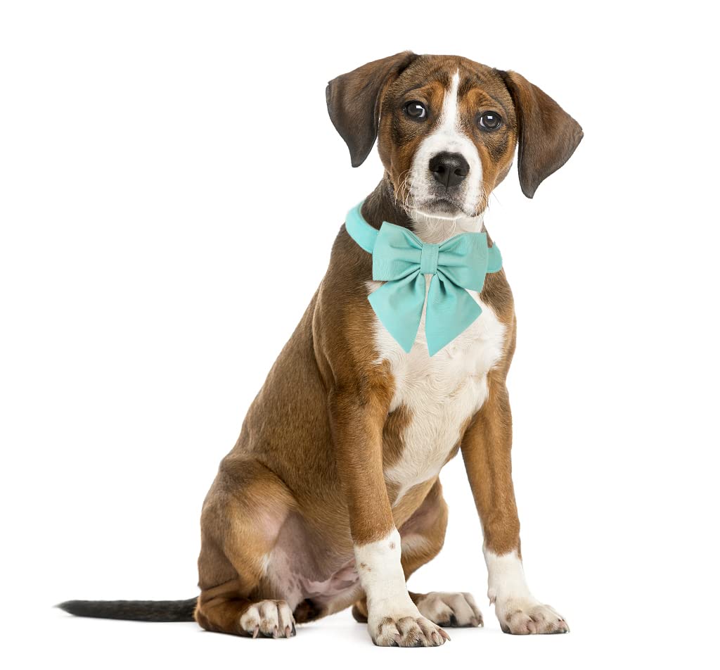 Adjustable Breakaway Dog Collar with Bow Tie - Green Sailor Style Collar for Small Medium Large XL Dogs - Golden Metal Buckle Pet Accessories - Perfect for Birthday Gifts, Costume Parties & Daily Walks