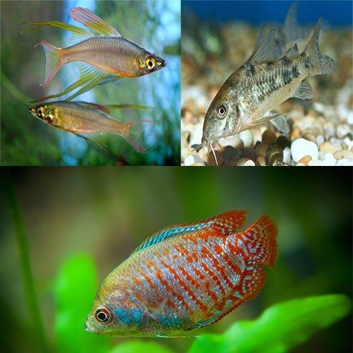 Bundle of 2 Aquarium Fish - Rainbowfish, Gourami & Corydoras for Freshwater Tanks | Perfect for Community Aquariums & Home Fish Tanks