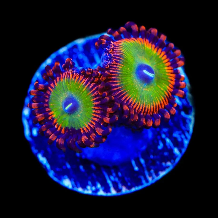Bowzers Zoanthid Coral for Saltwater Aquariums - Vibrant Live Coral for Reef Tanks & Marine Aquascaping